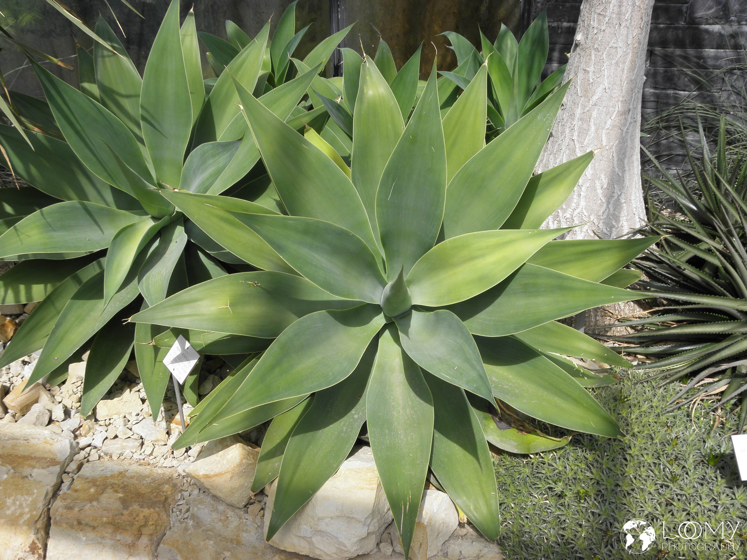 Planten un Blomen