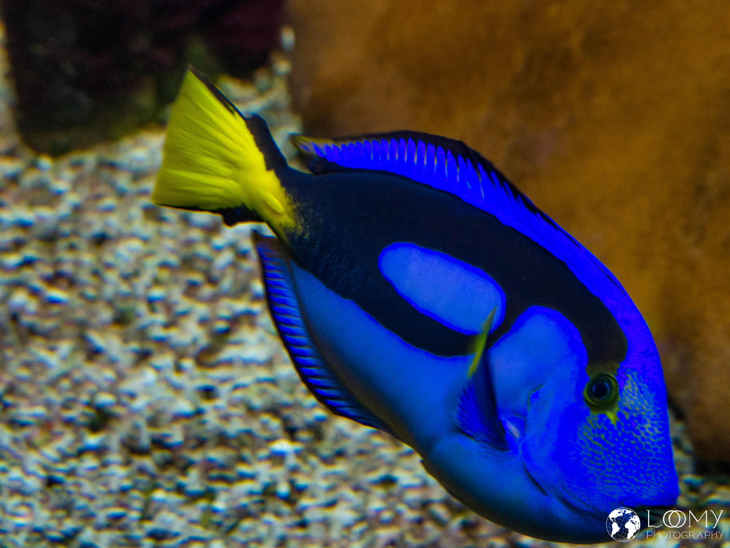 Paletten-Doktorfisch