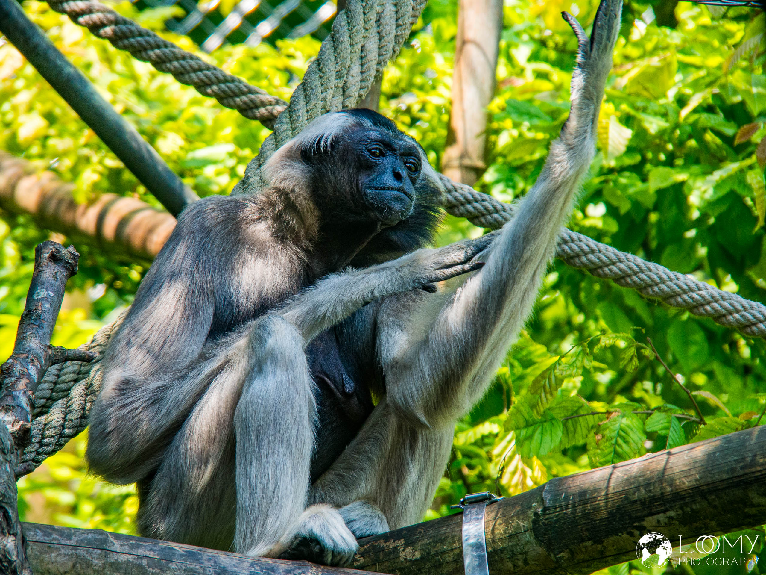 Kappengibbon