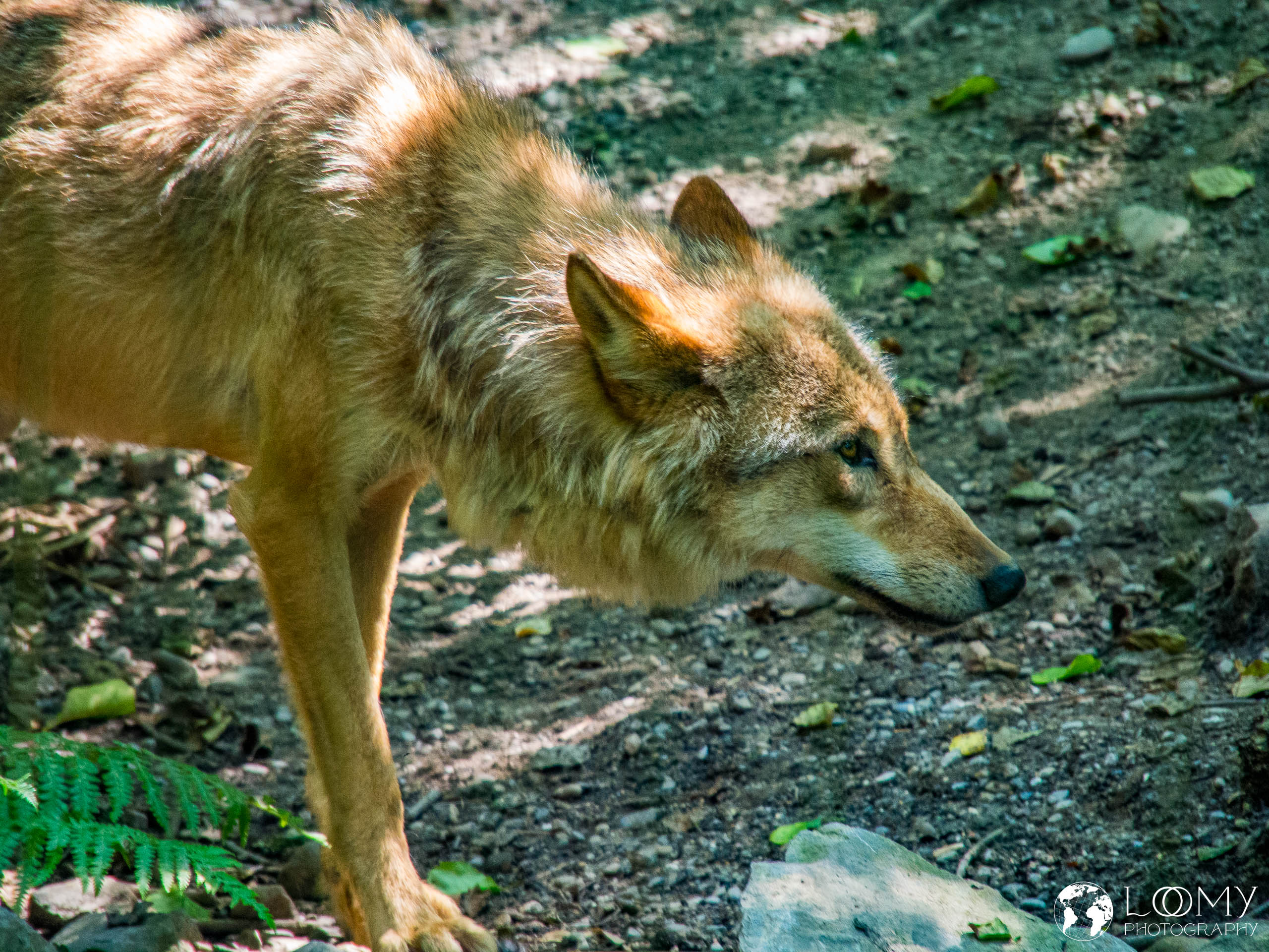 Mongolischer Wolf