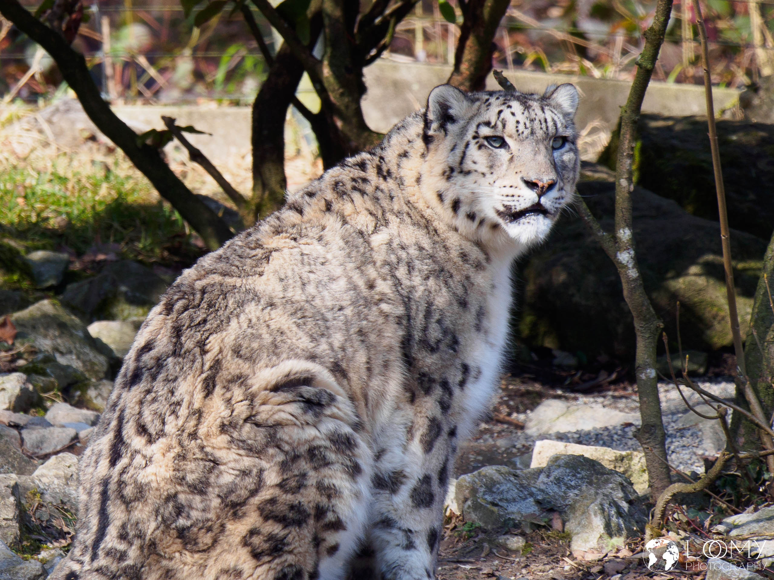 Schneeleopard