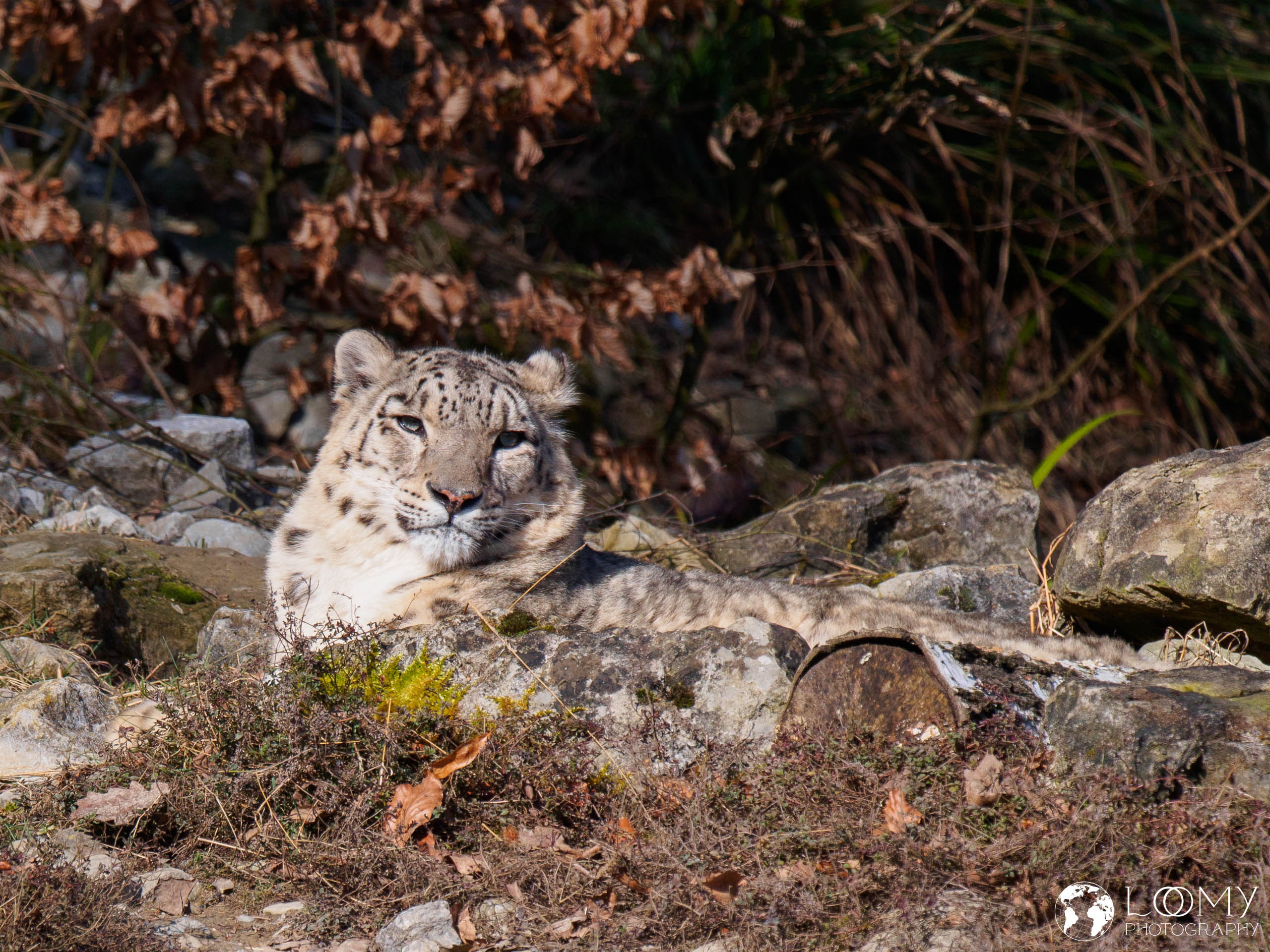 Schneeleopard