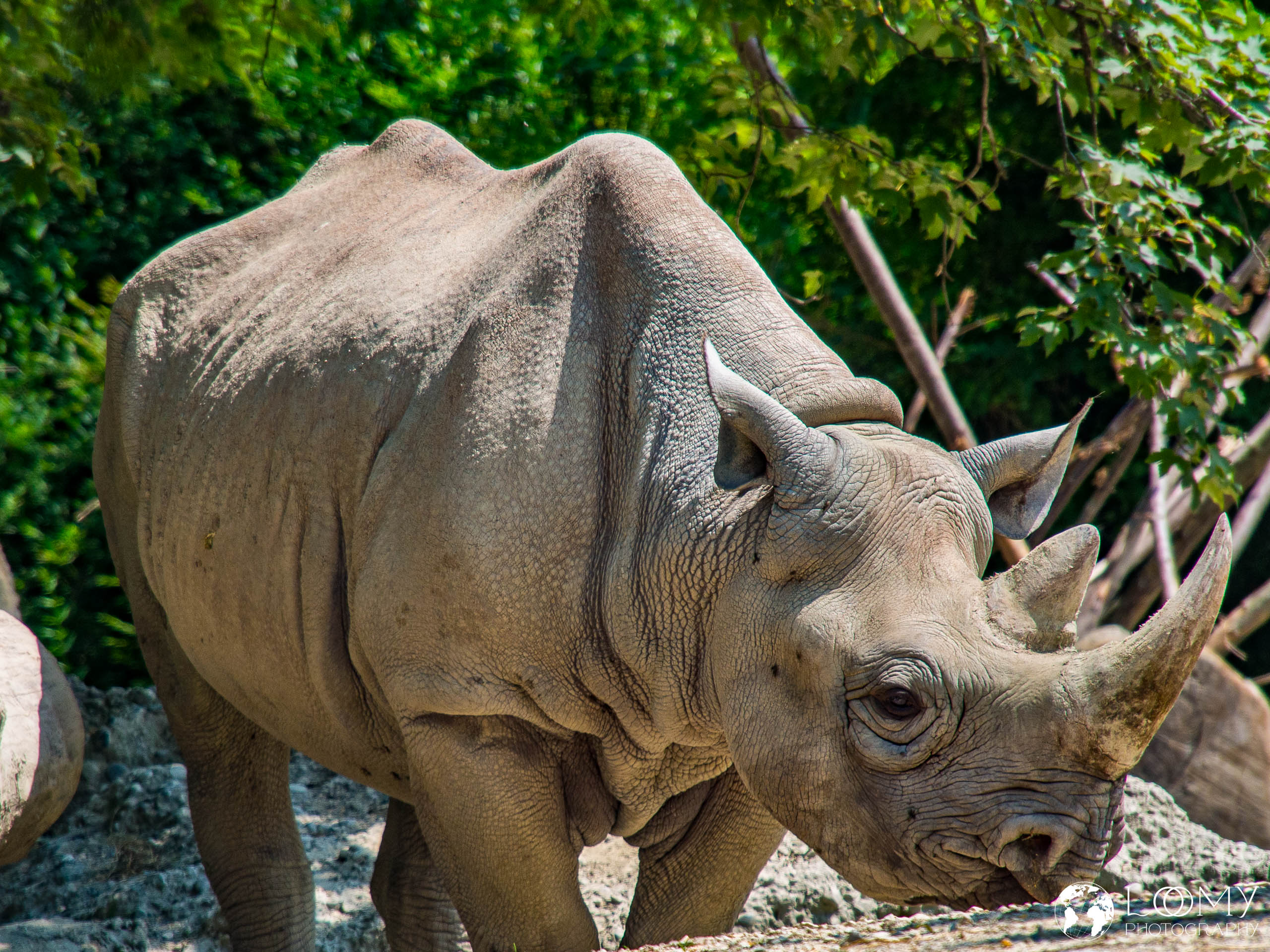 Ostafrikanisches Spitzmaulnashorn