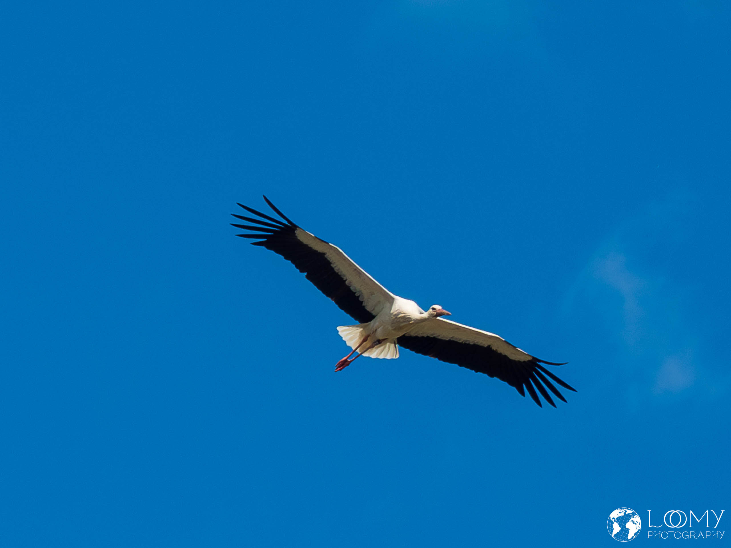 Weissstorch