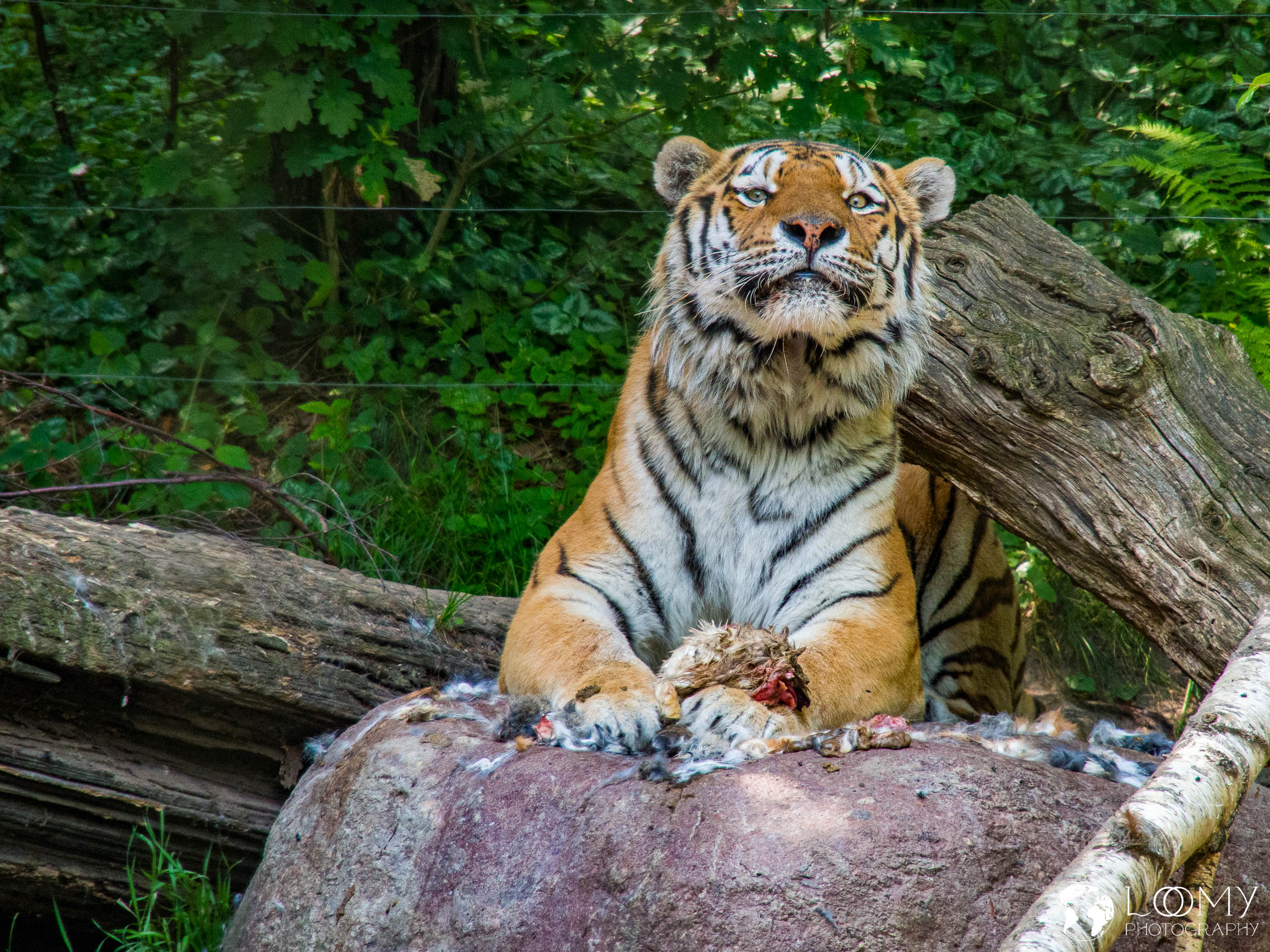 Amurtiger
