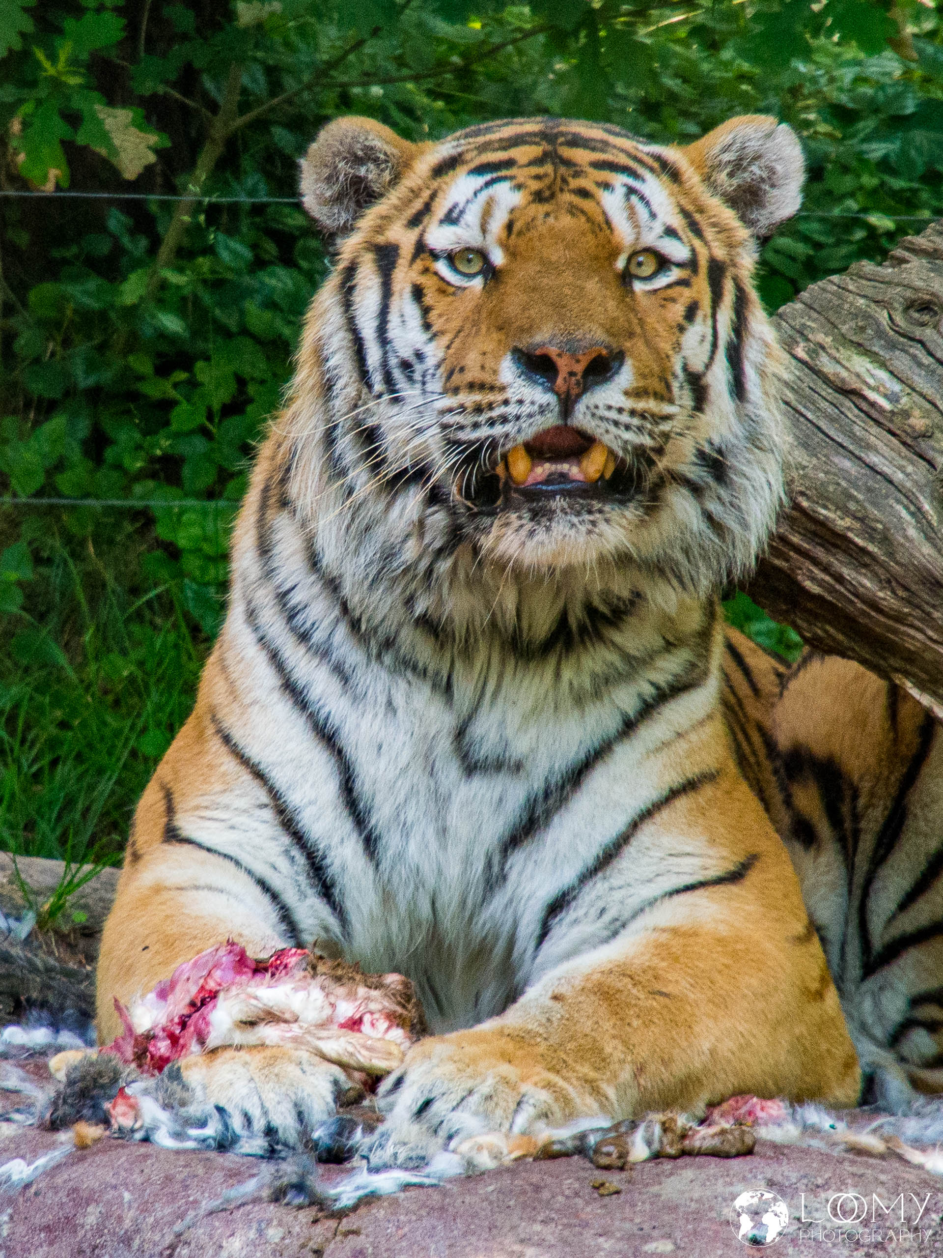 Amurtiger