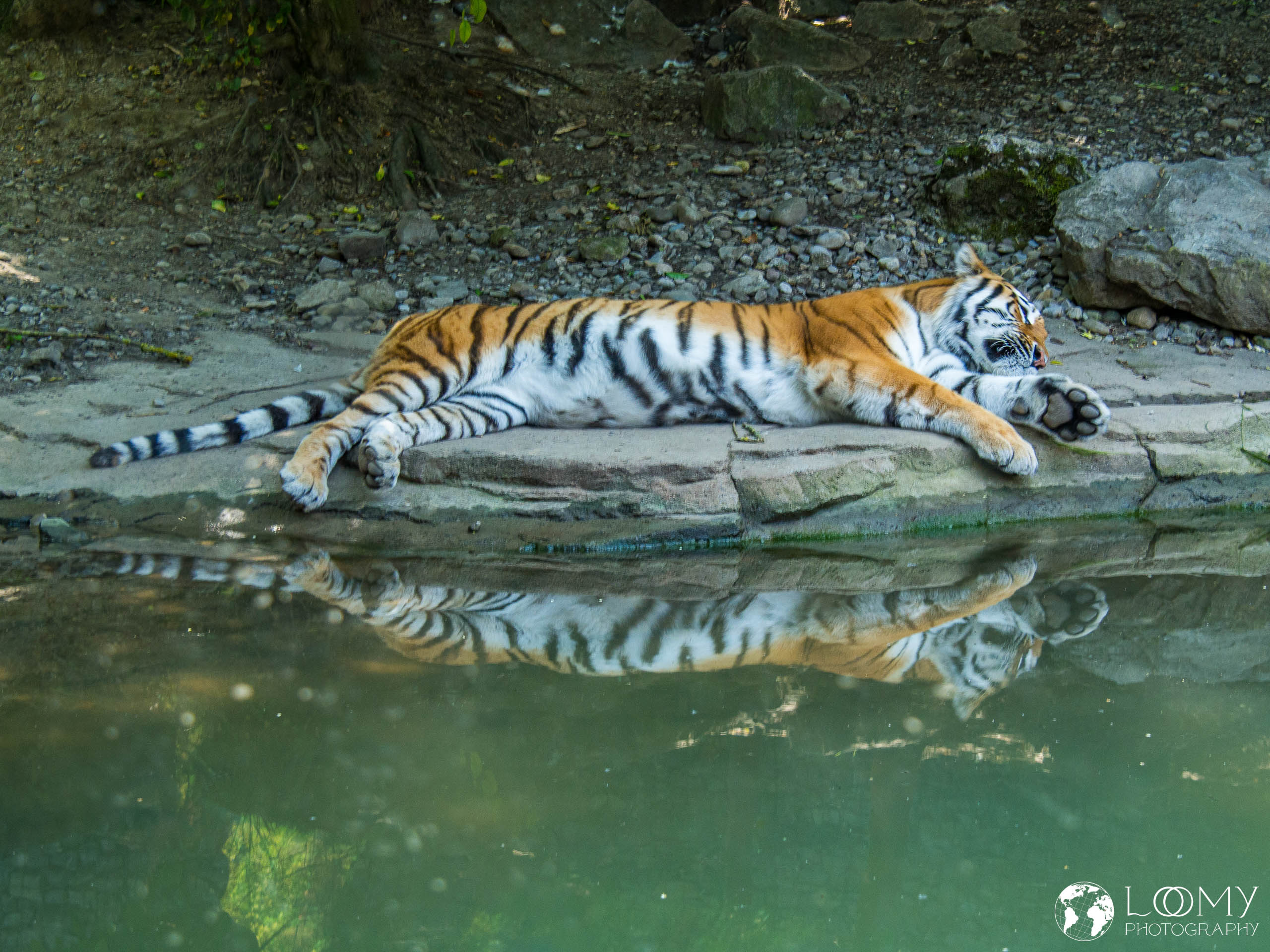 Amurtiger