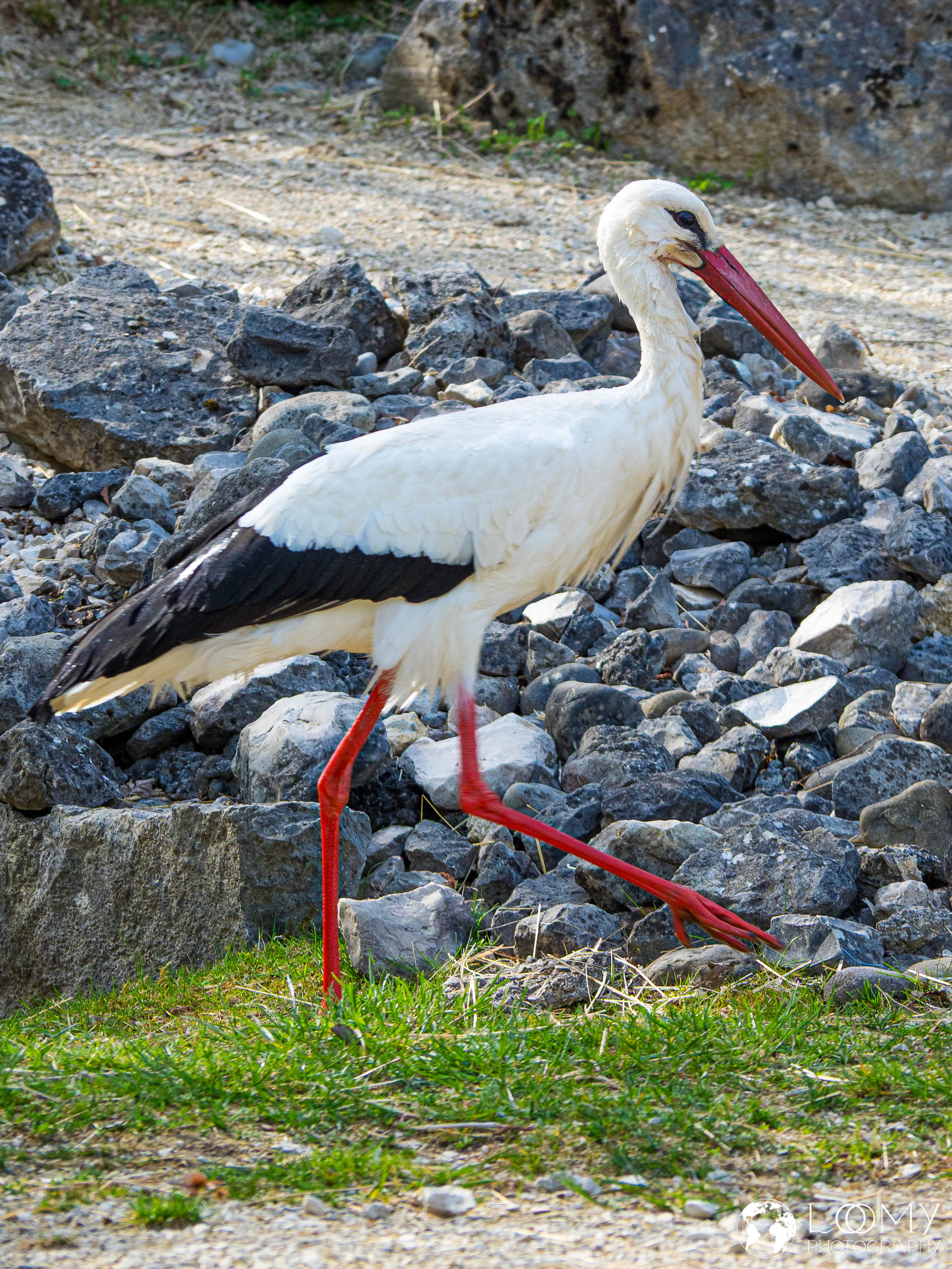 Weissstorch