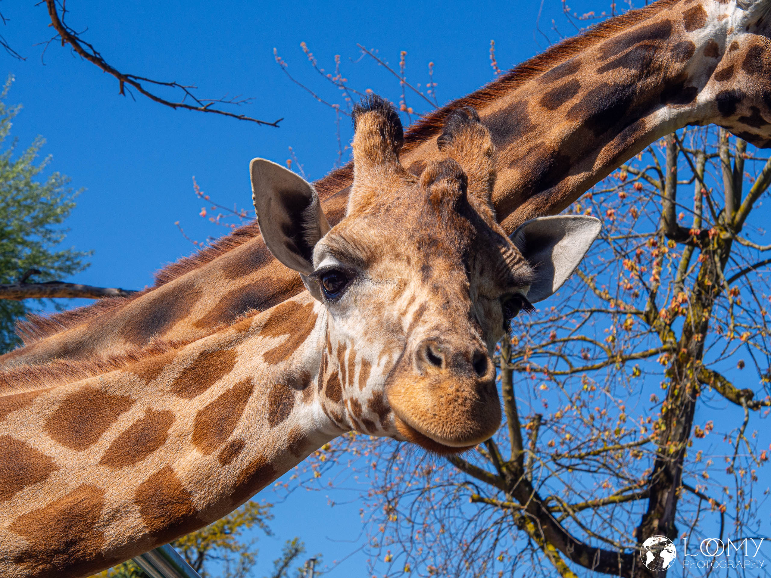 Knies Kinderzoo Rapperswil