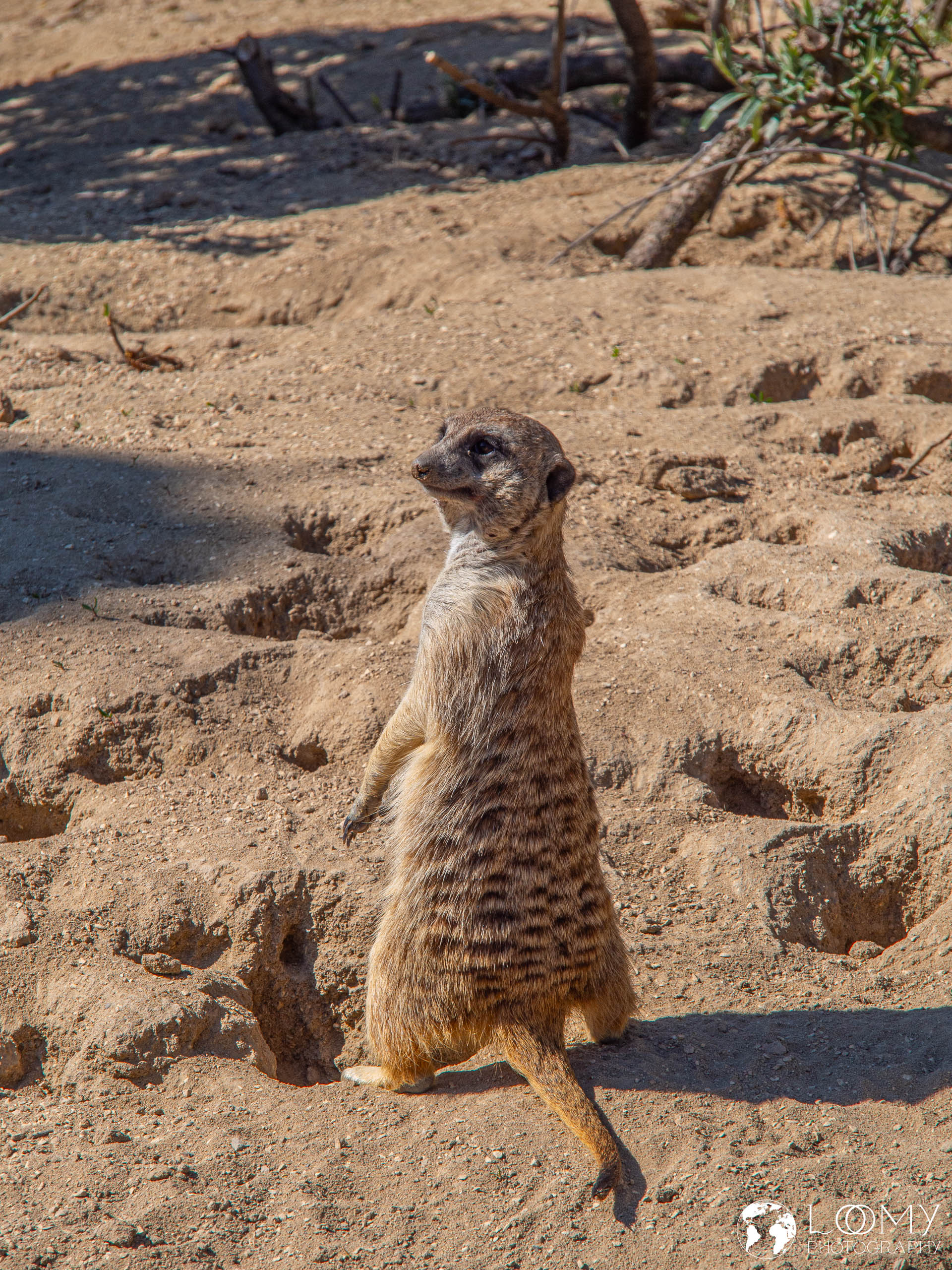 Erdmännchen