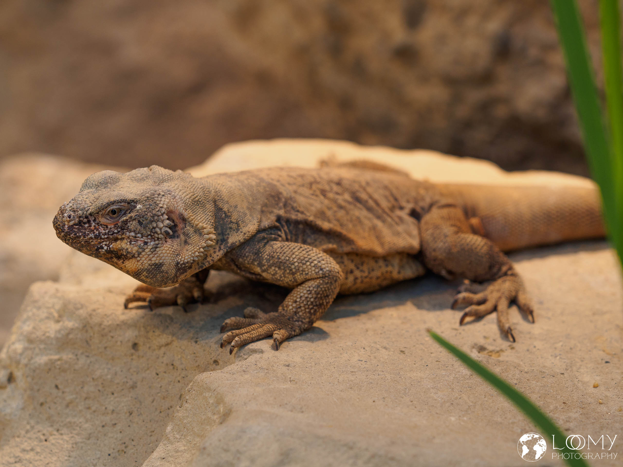 Chuckwalla