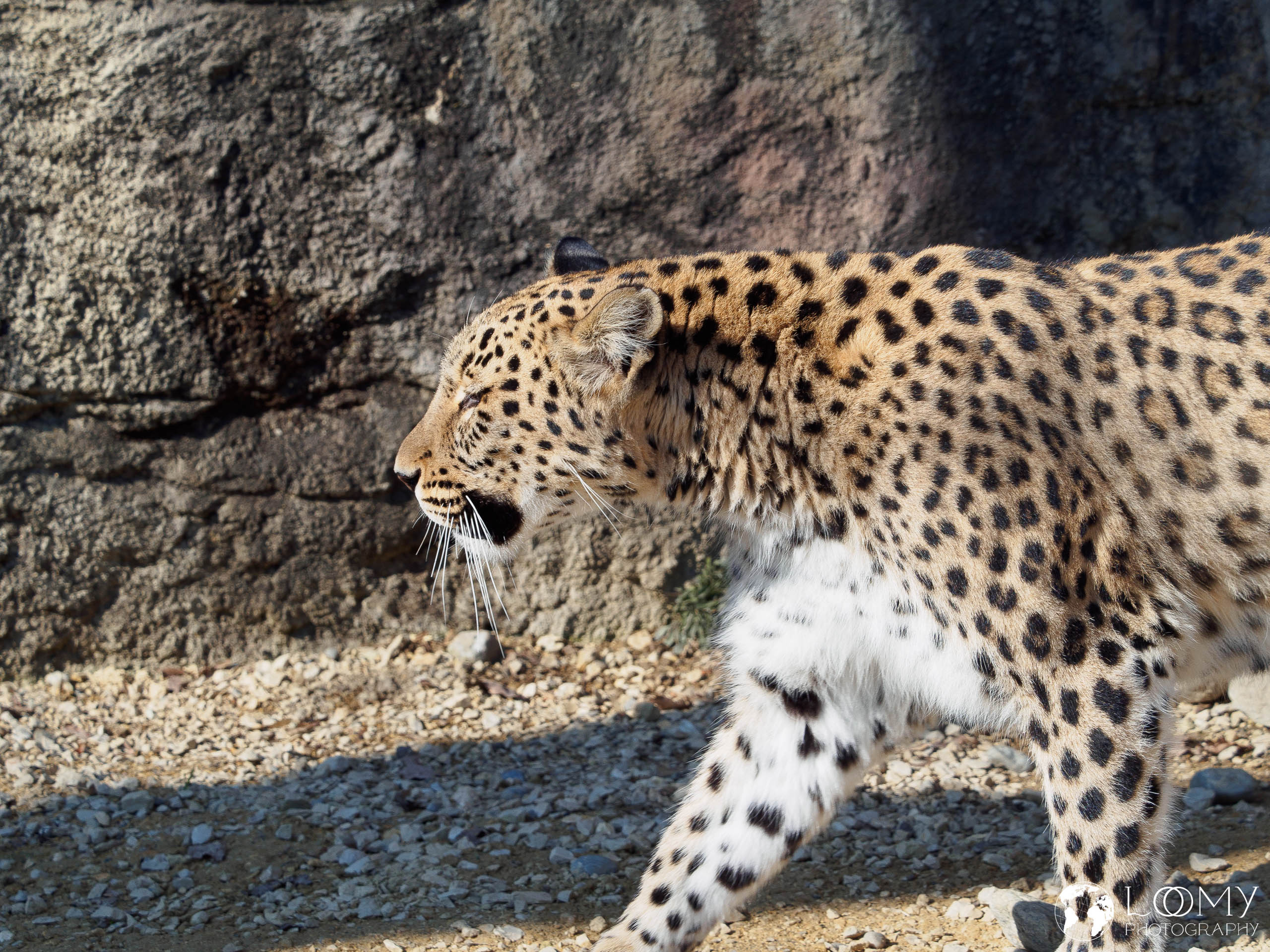 Persischer Leopard