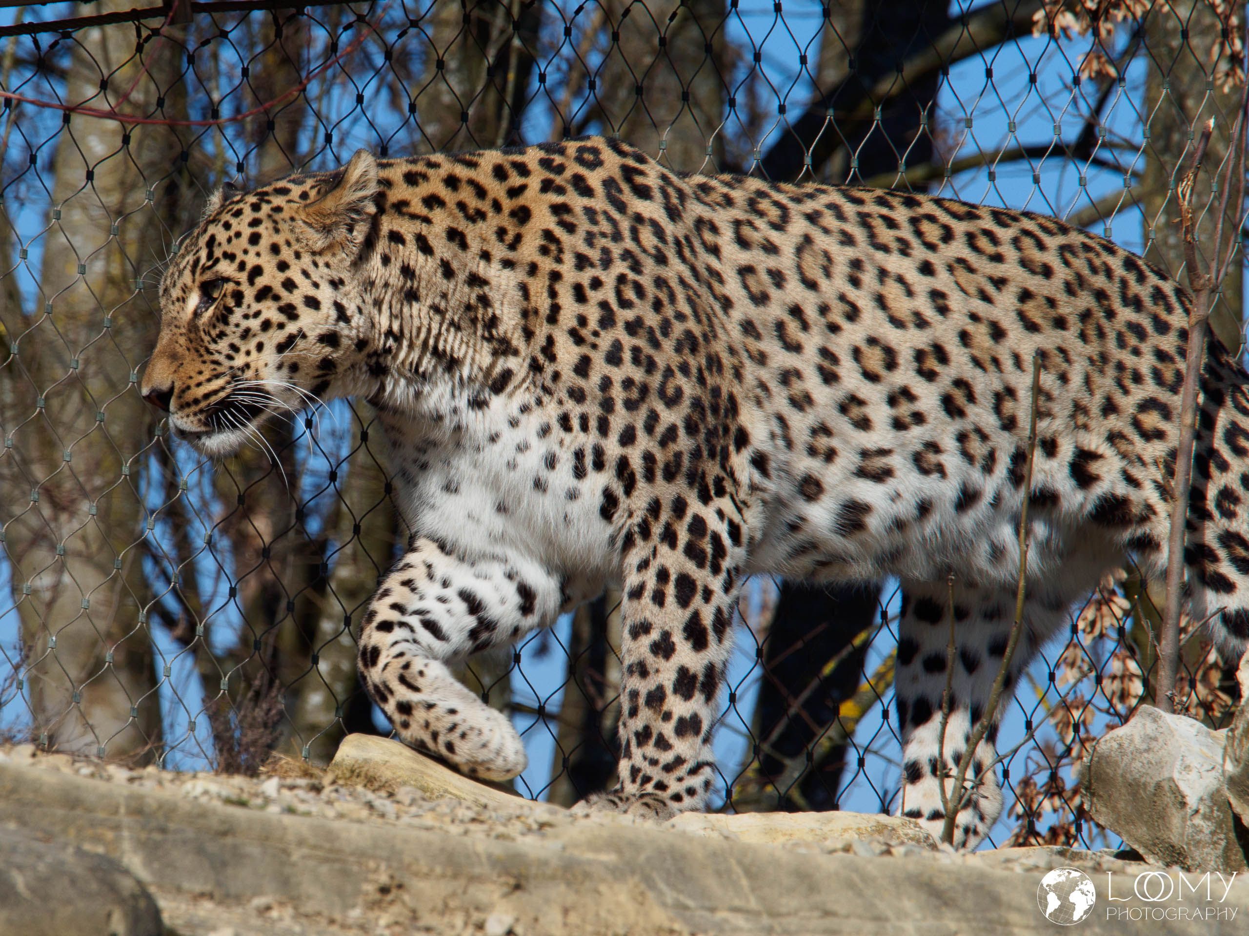 Persischer Leopard