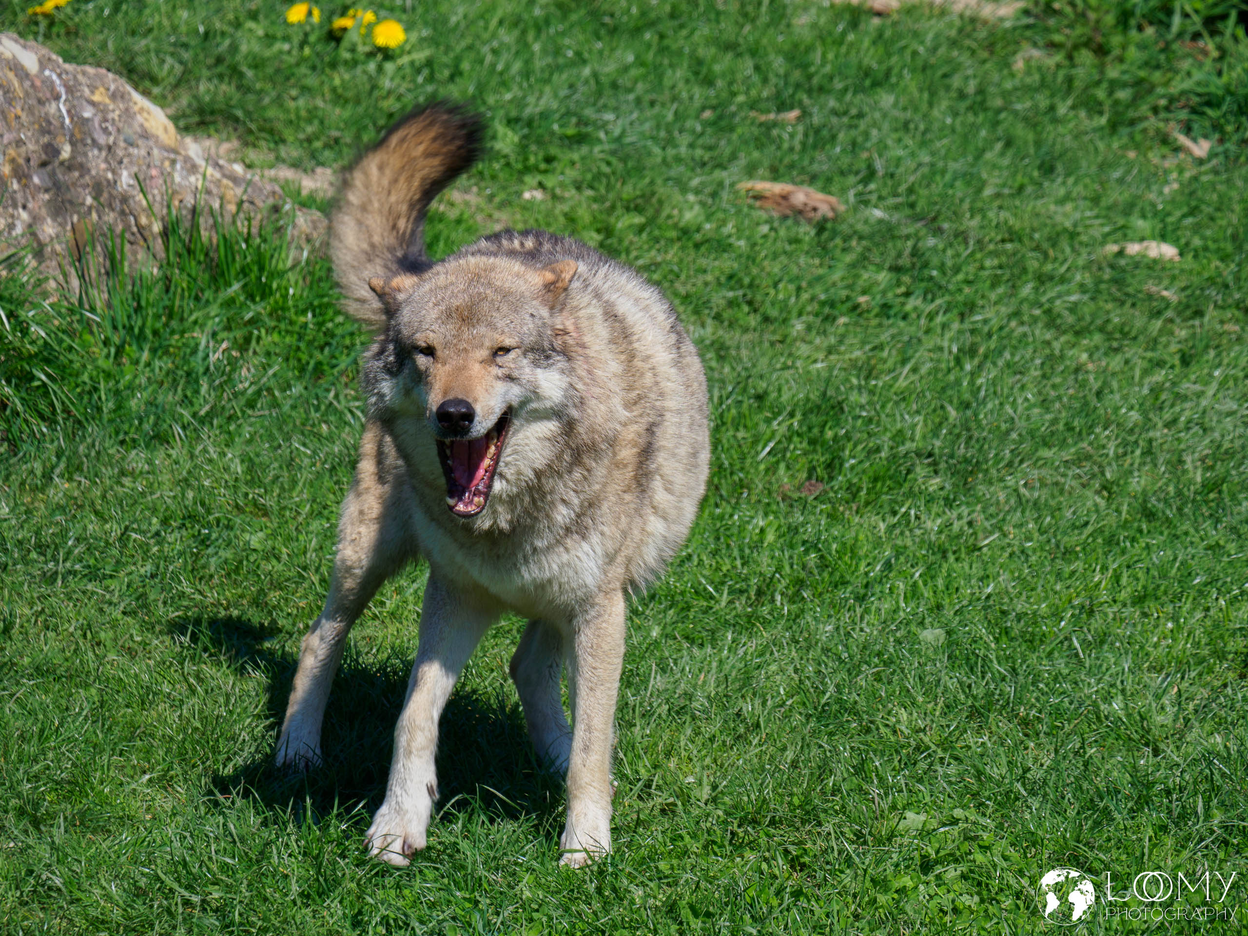 Europäischer Wolf