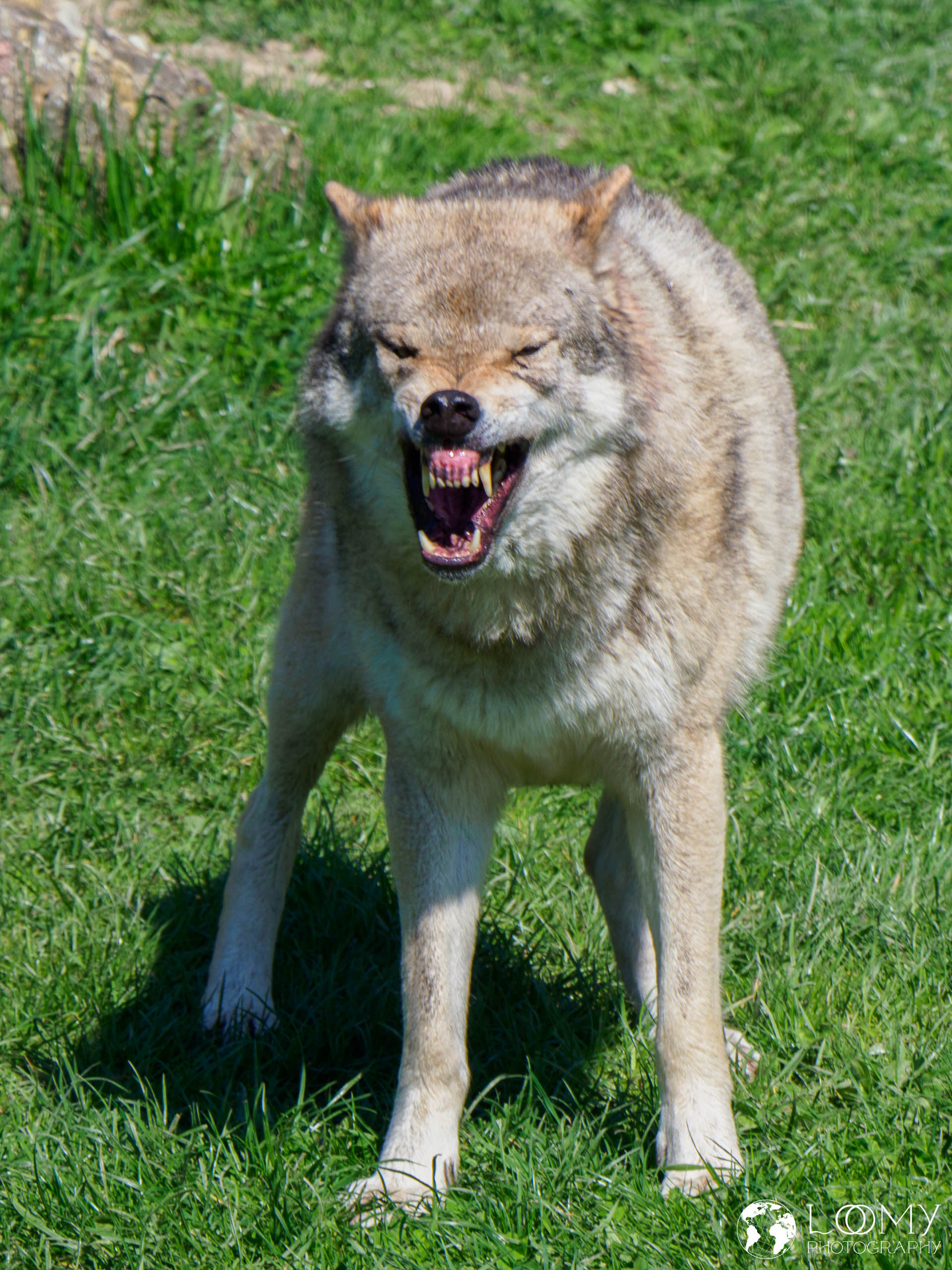 Europäischer Wolf