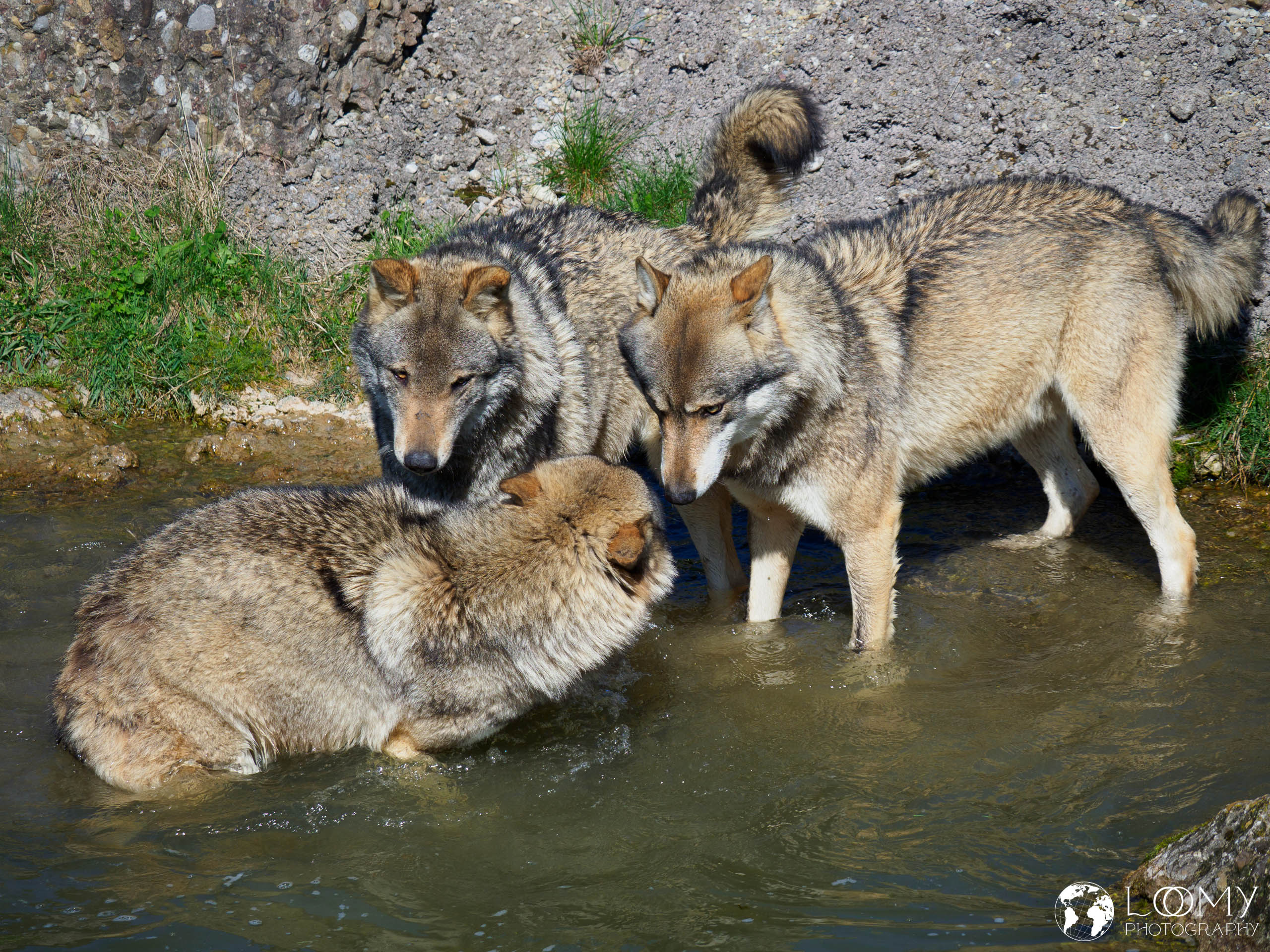 Europäischer Wolf
