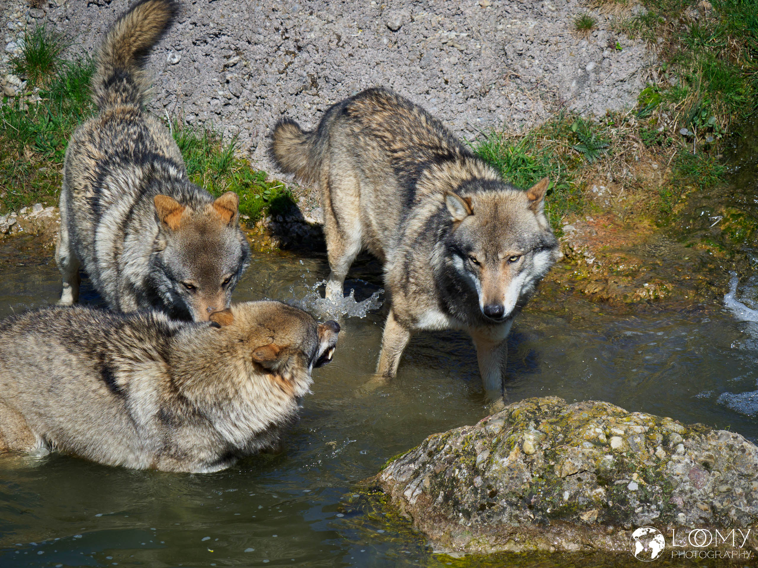 Europäischer Wolf