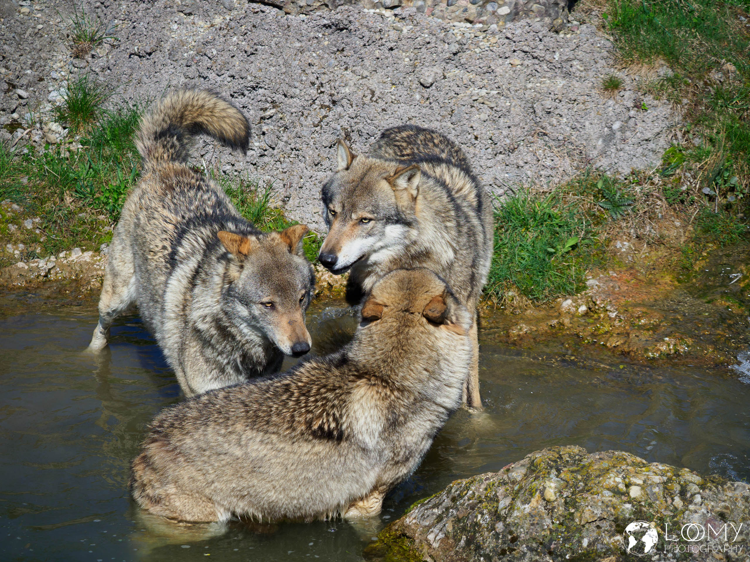 Europäischer Wolf