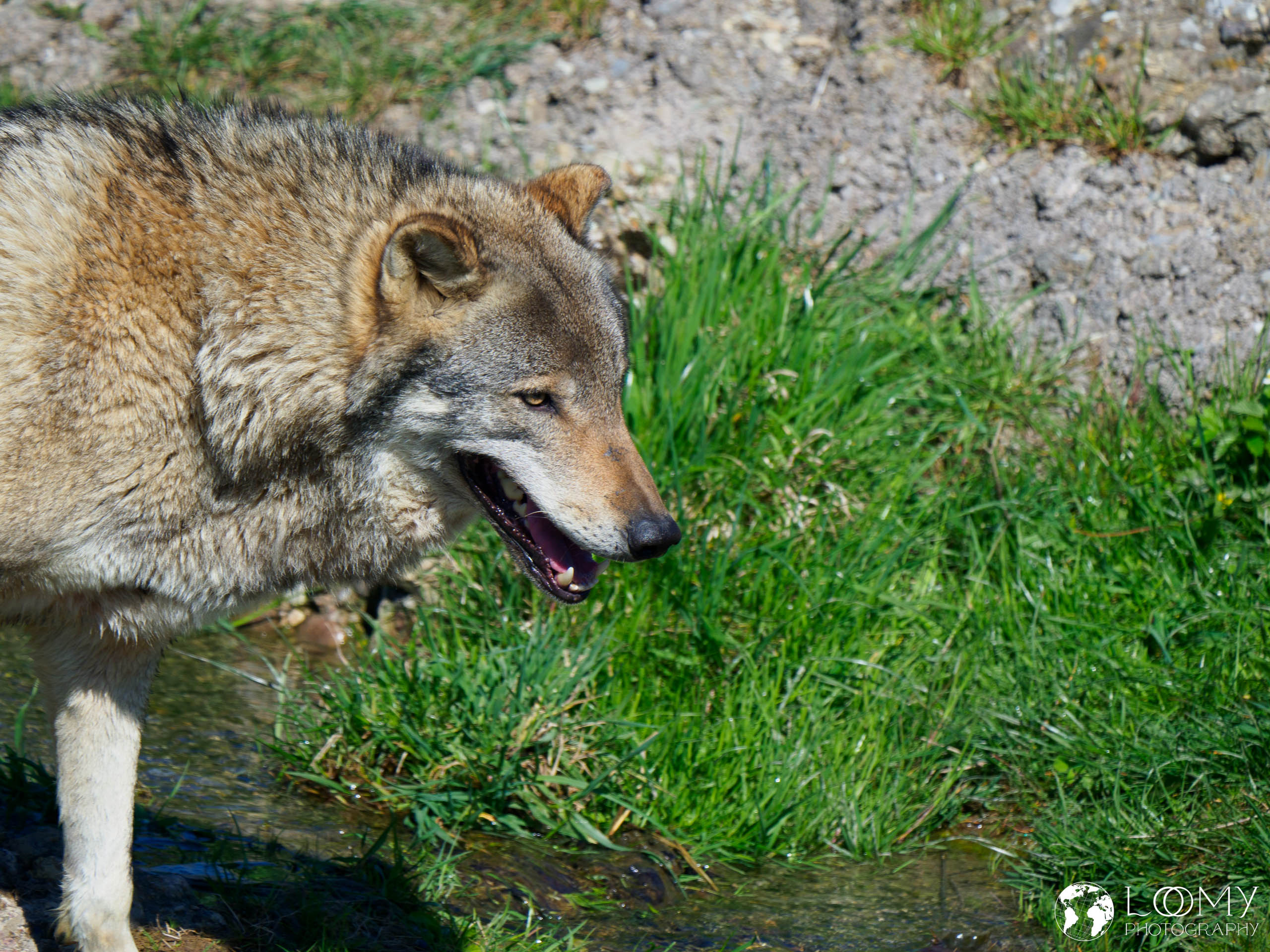 Europäischer Wolf