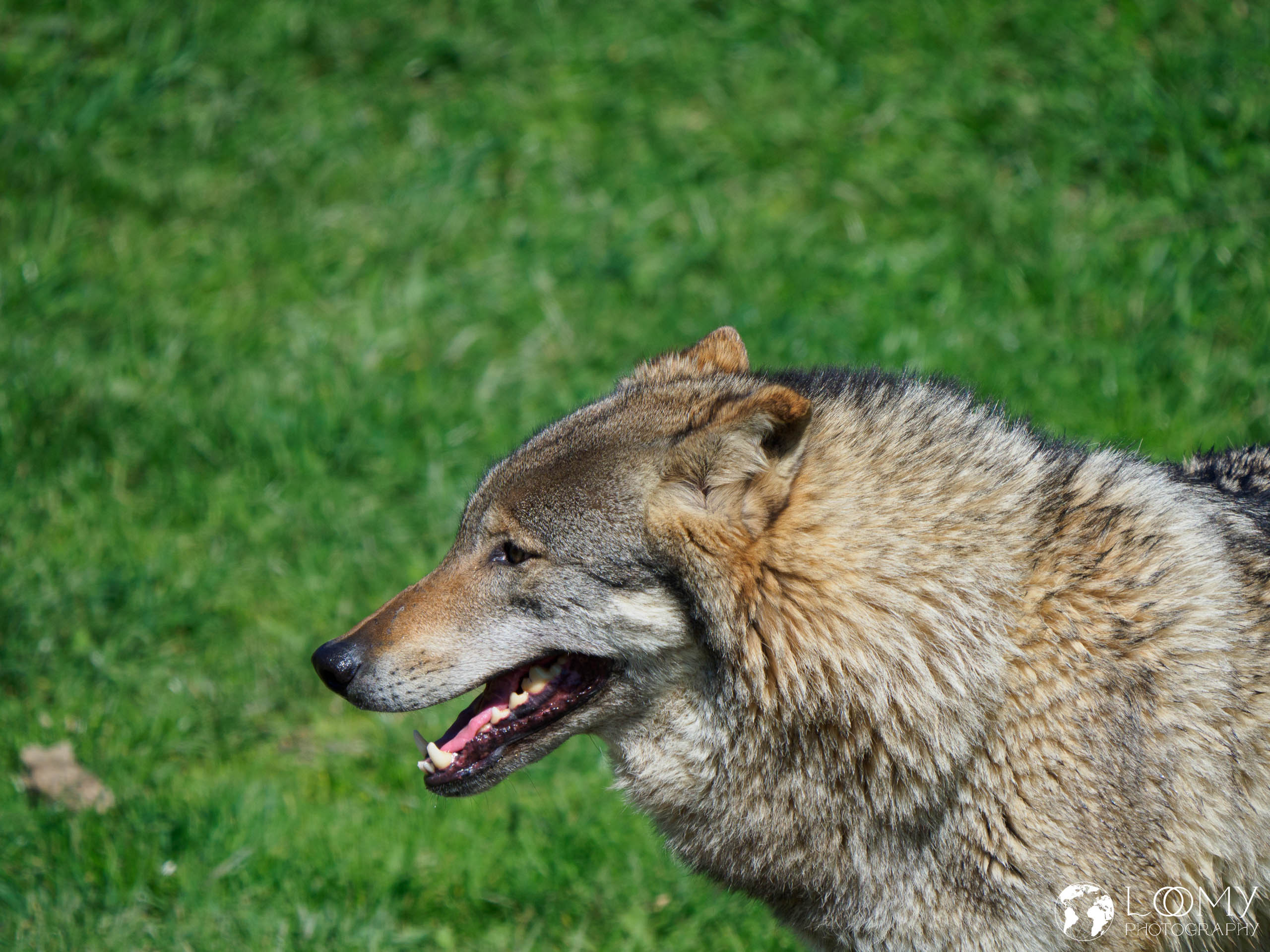Europäischer Wolf