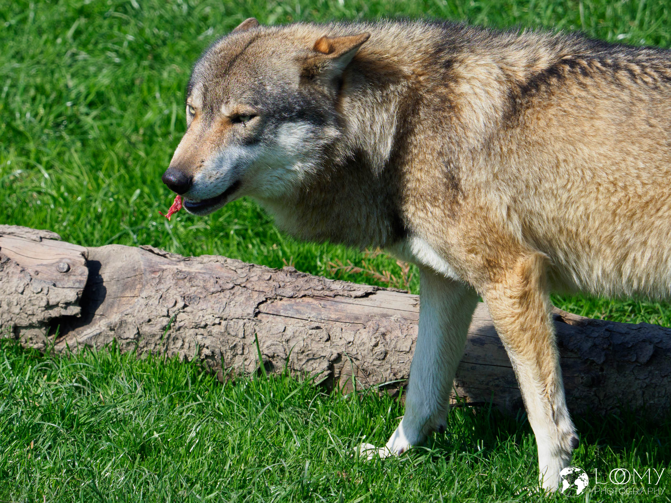 Europäischer Wolf