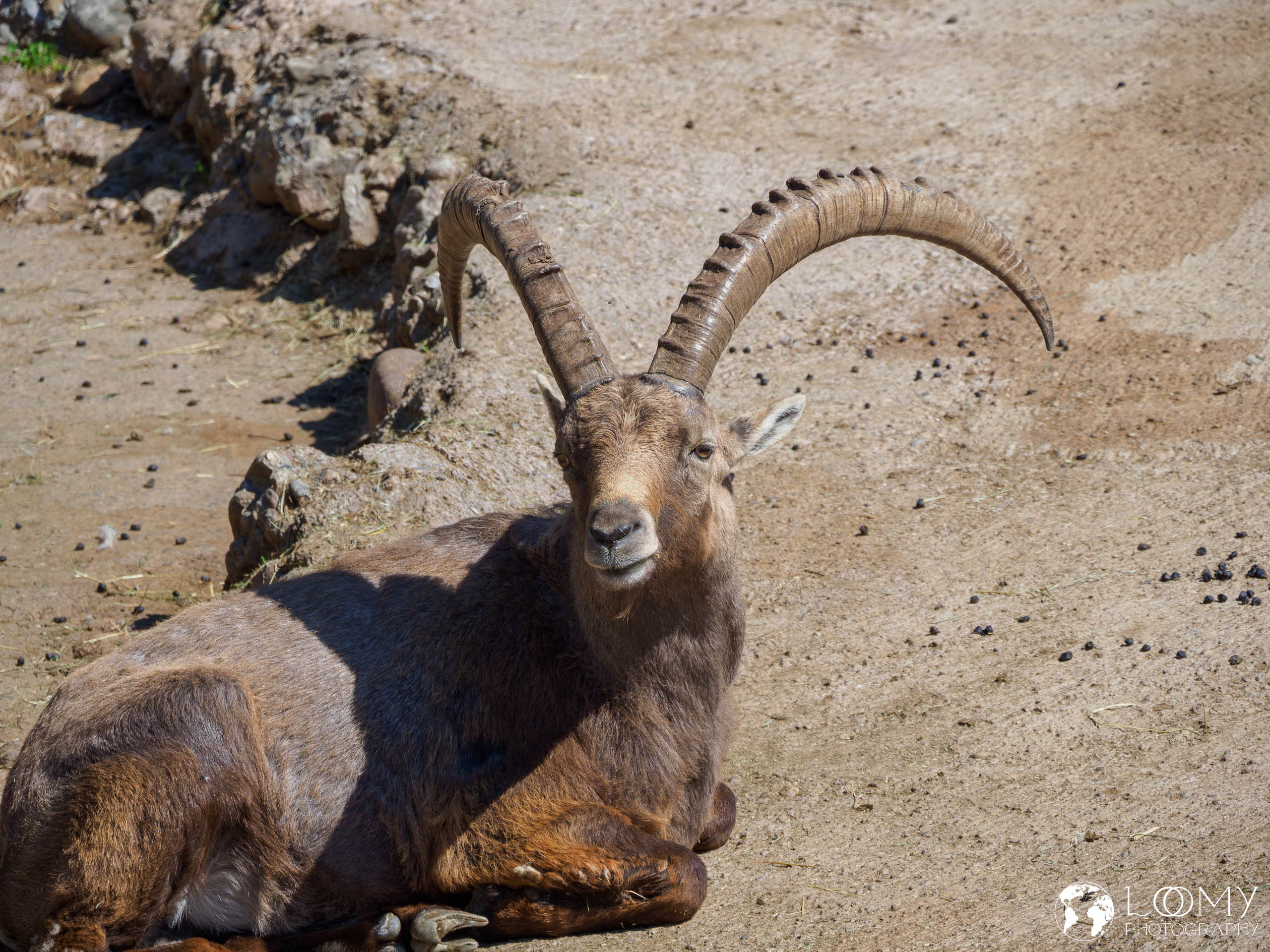 Steinbock