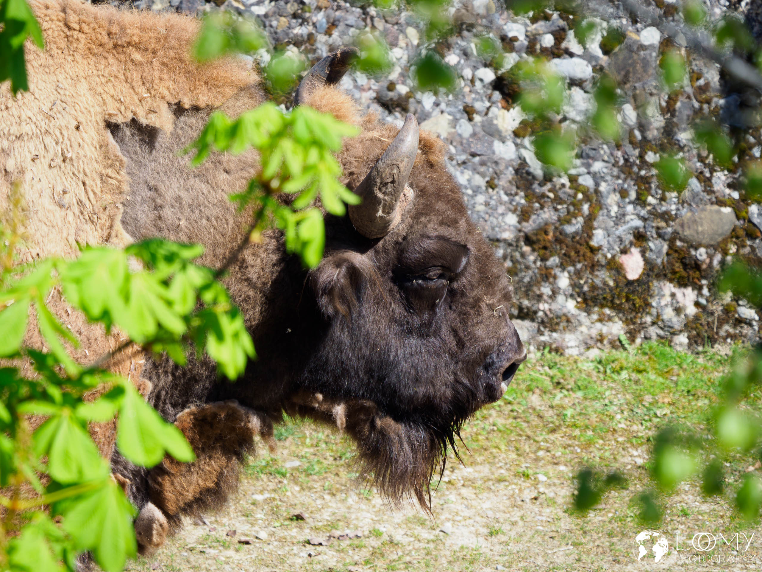 Wisent