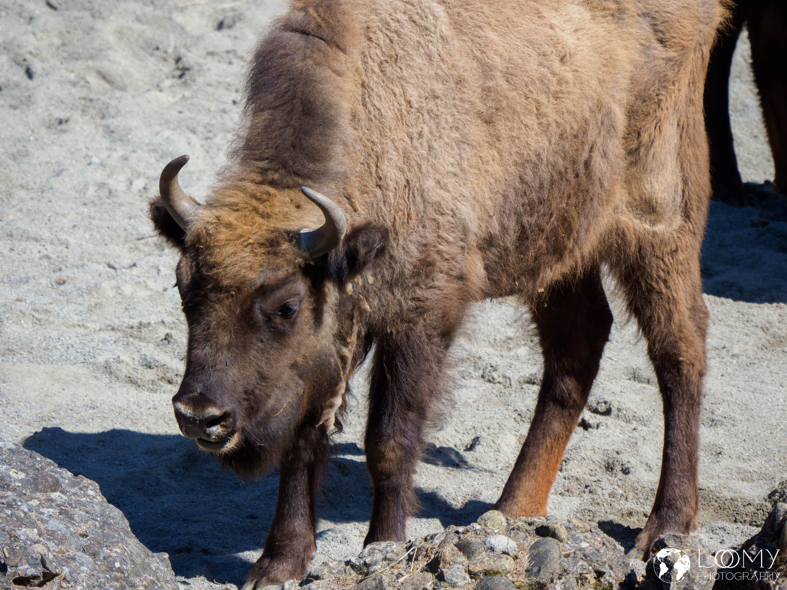 Wisent