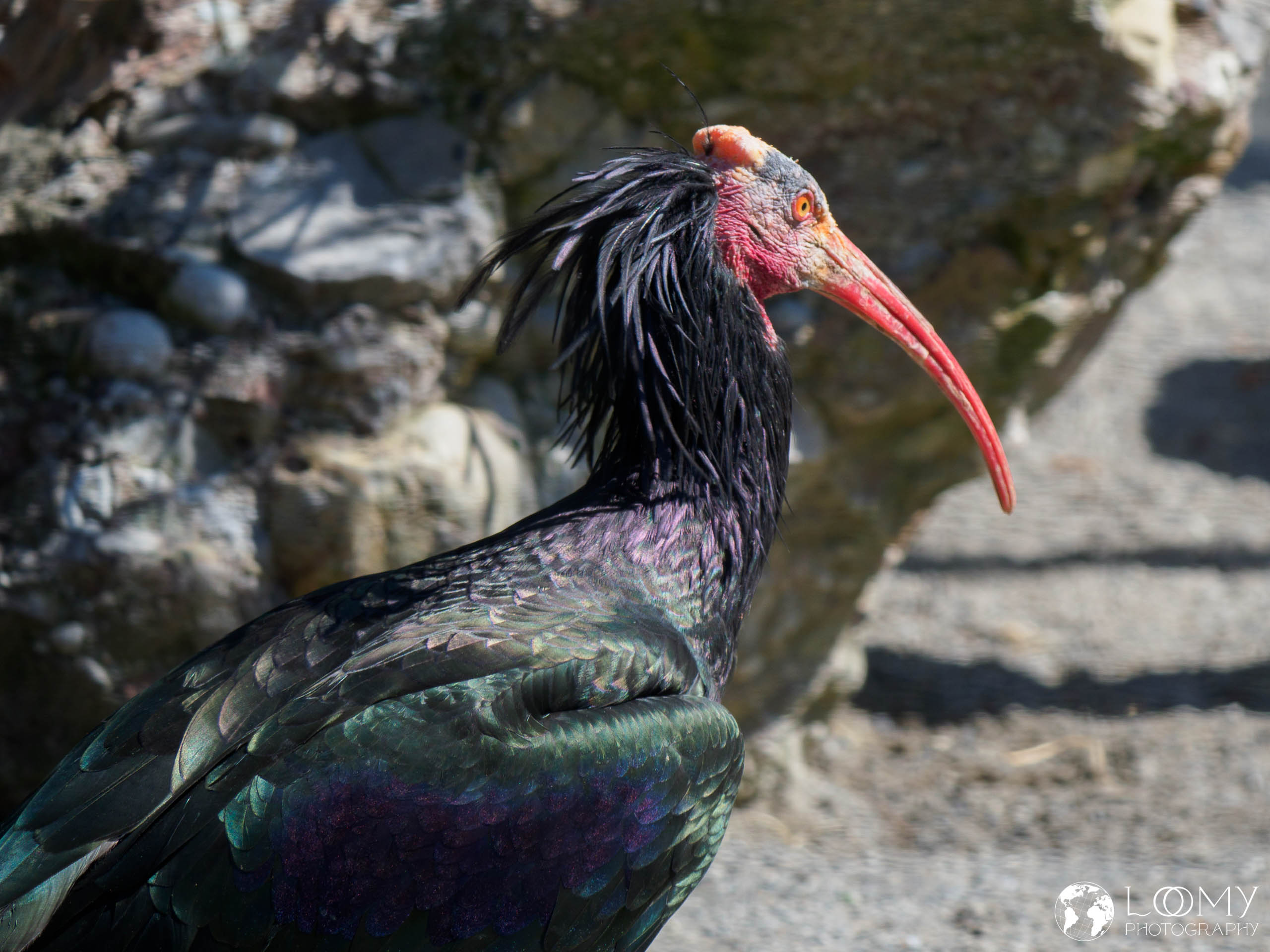 Waldrapp