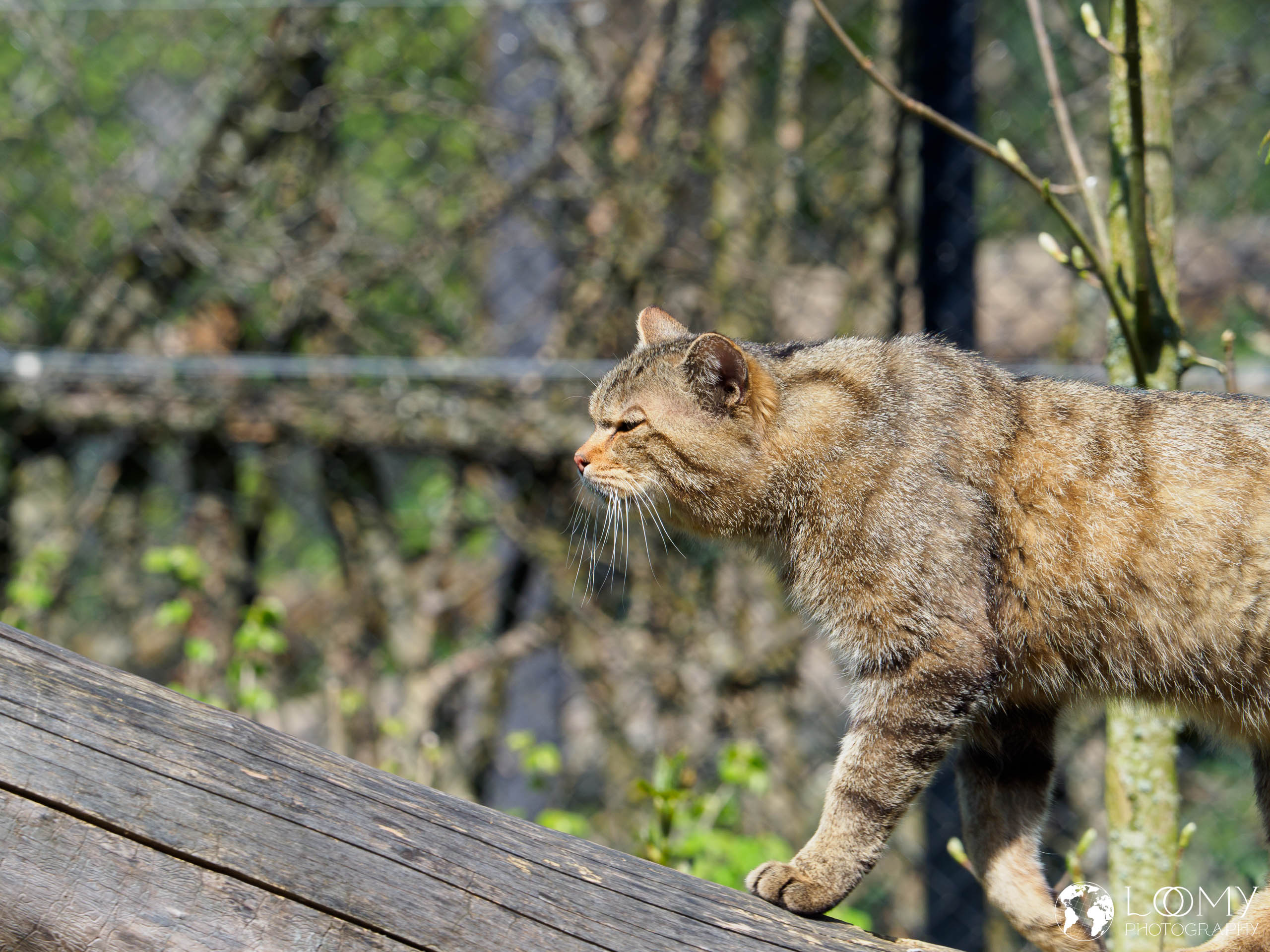 Wildkatze