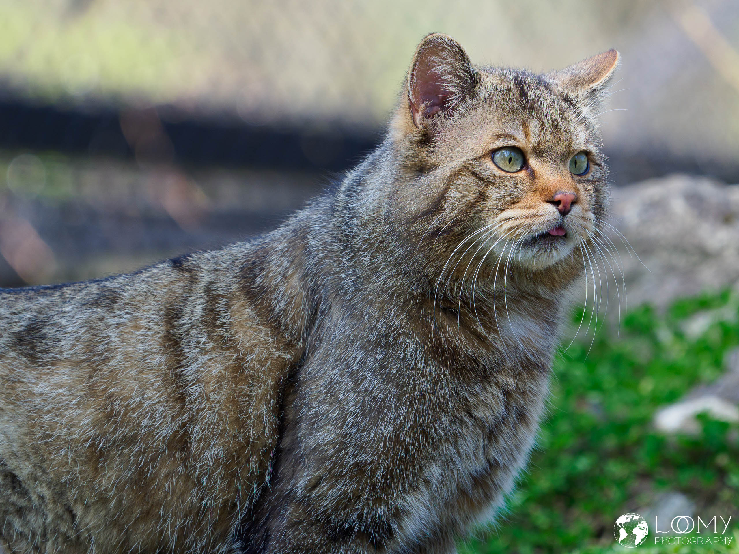 Wildkatze
