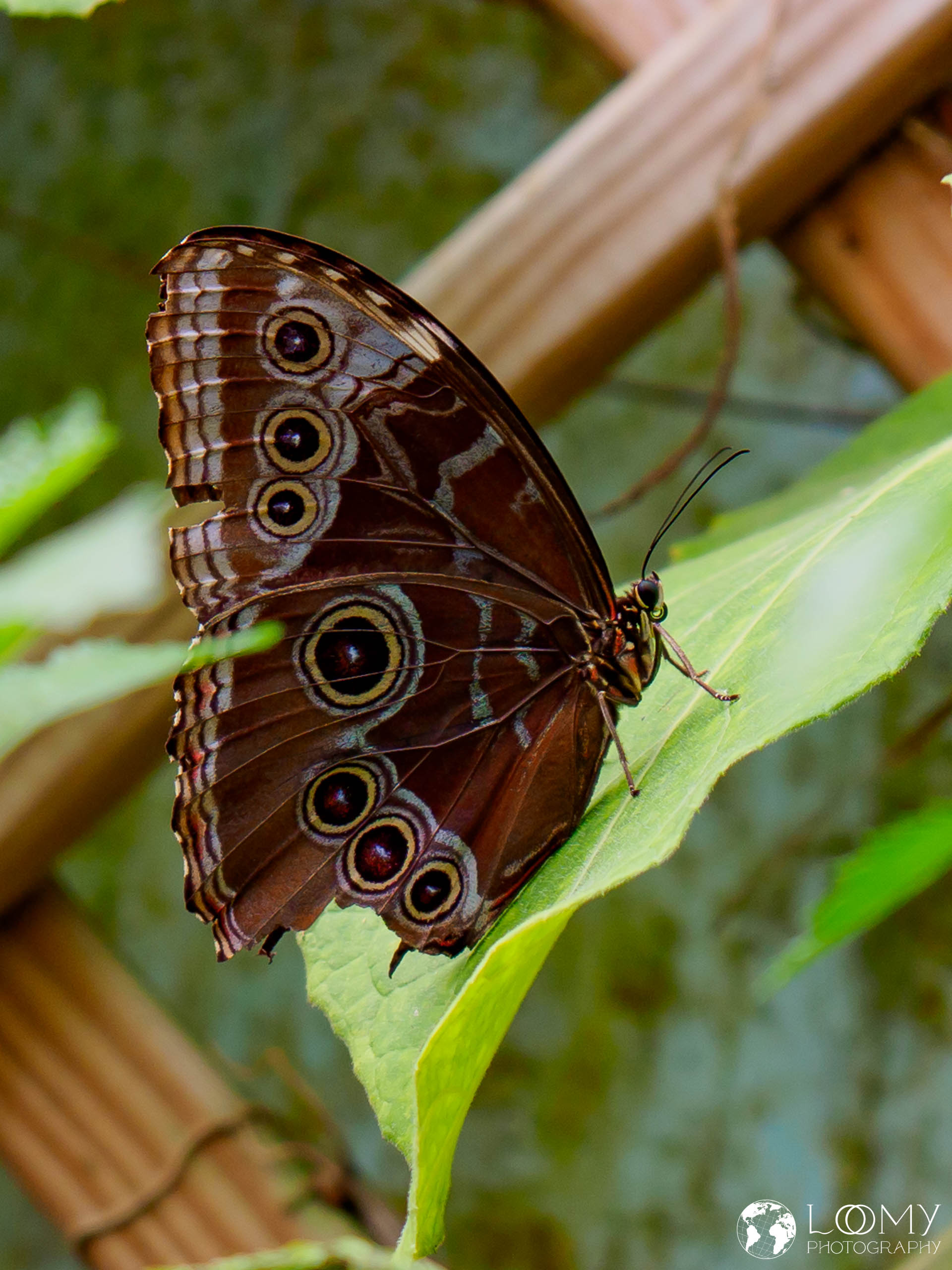 Blauer Morpho