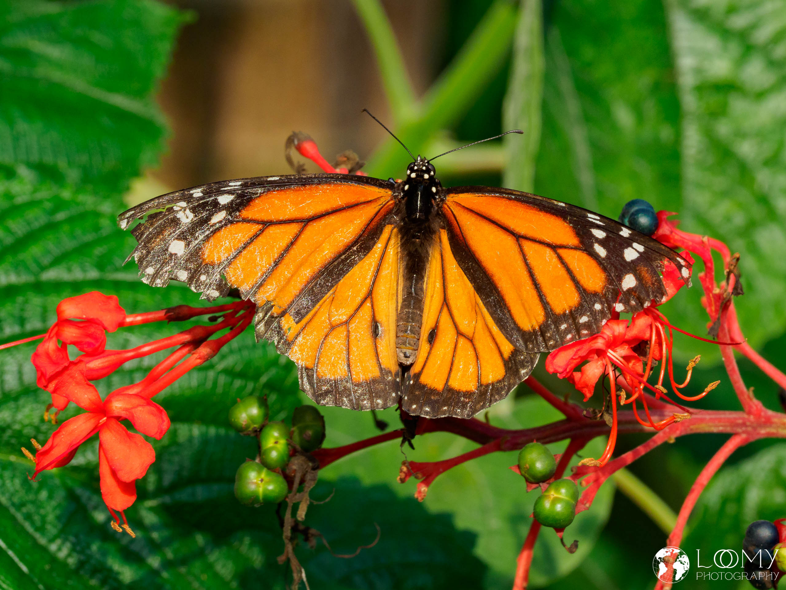 Monarch