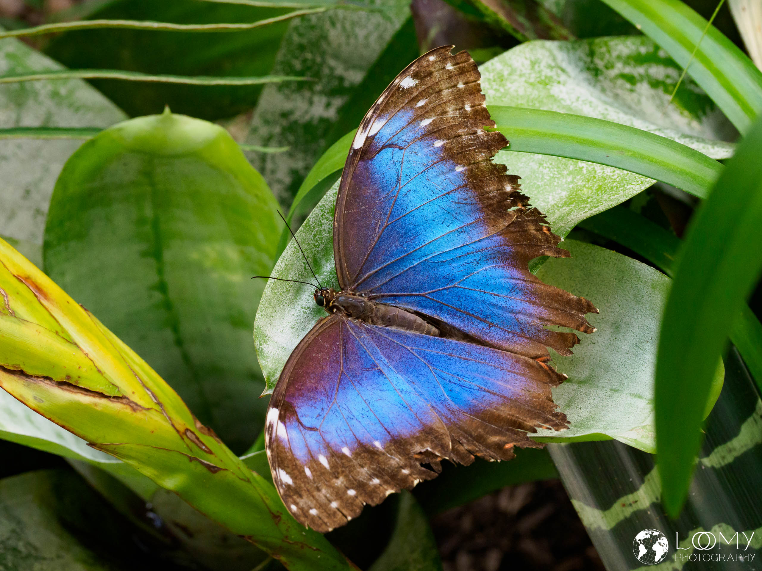 Blauer Morpho