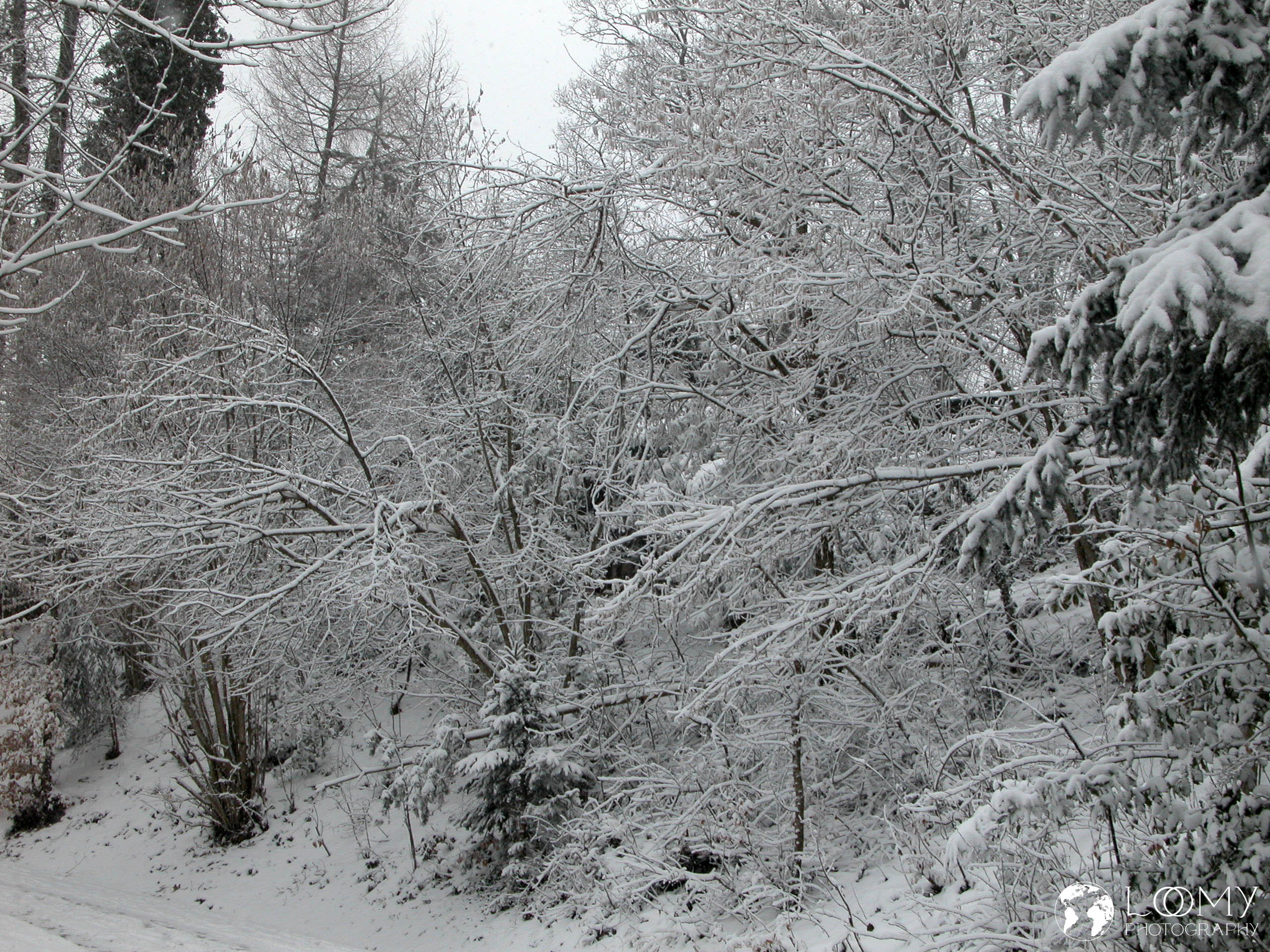 Verschneiter Wald
