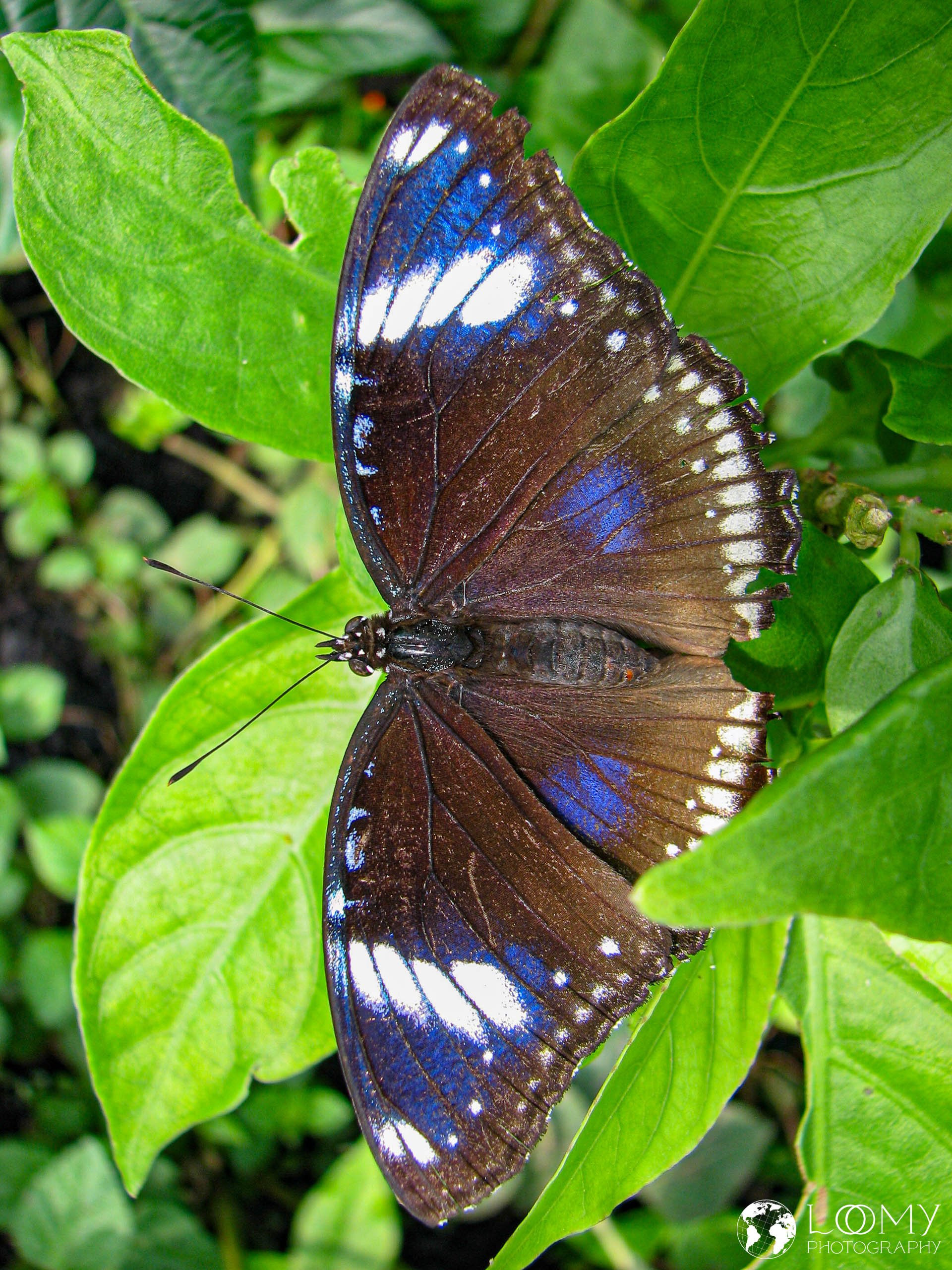 Grosse Eierfliege
