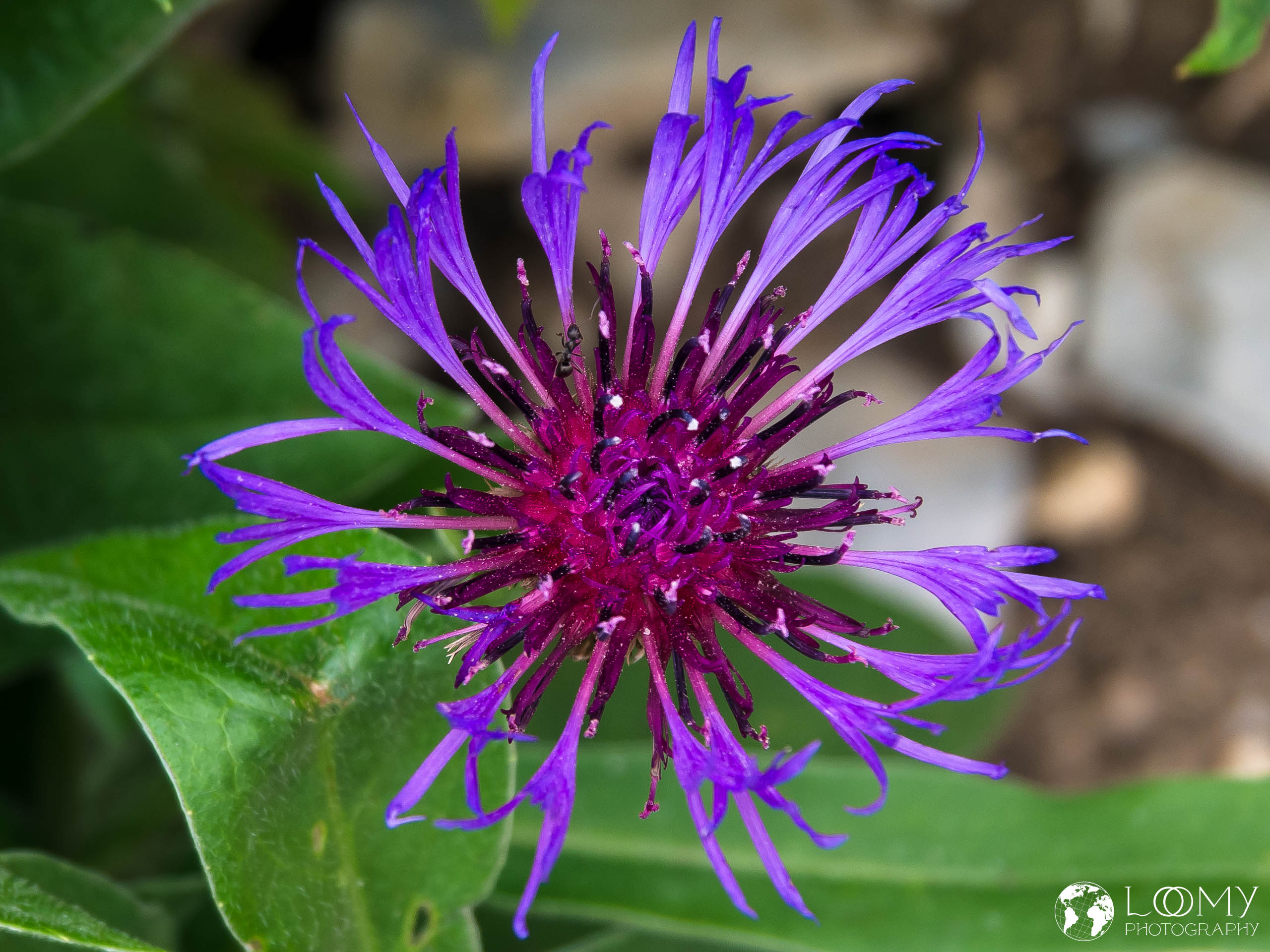 Bergflockenblume