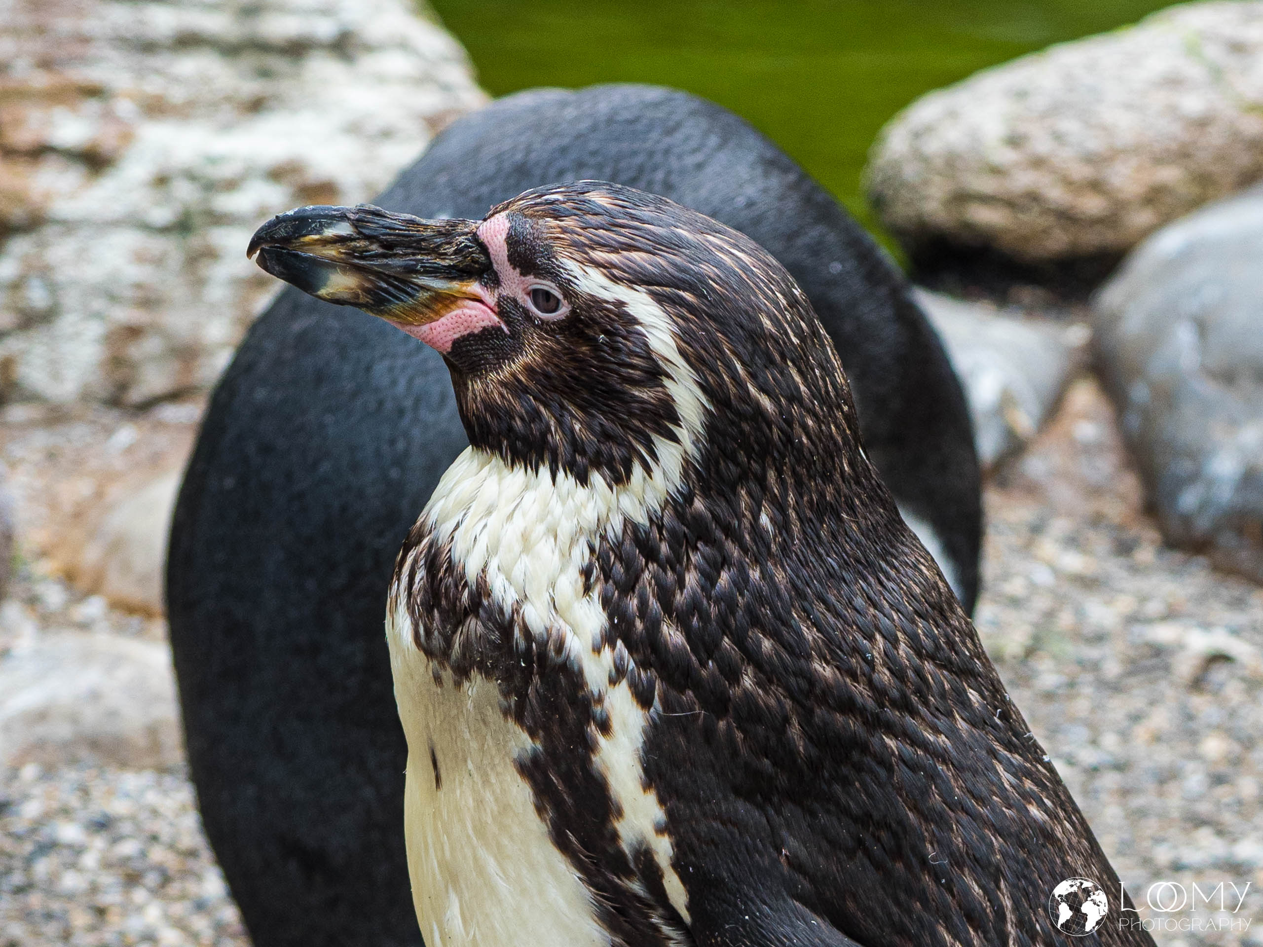 Humboldt Pinguin