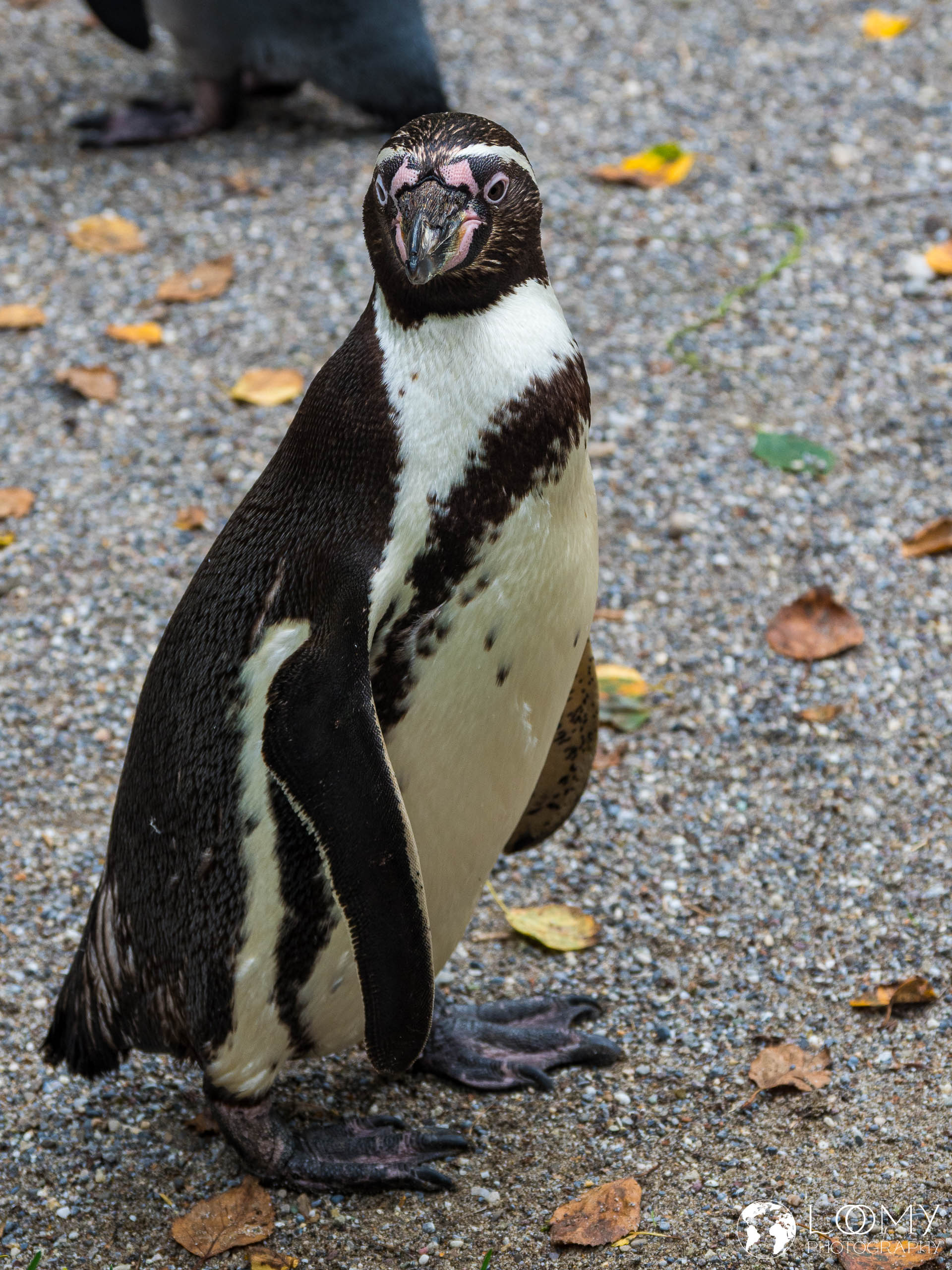 Humboldt Pinguin