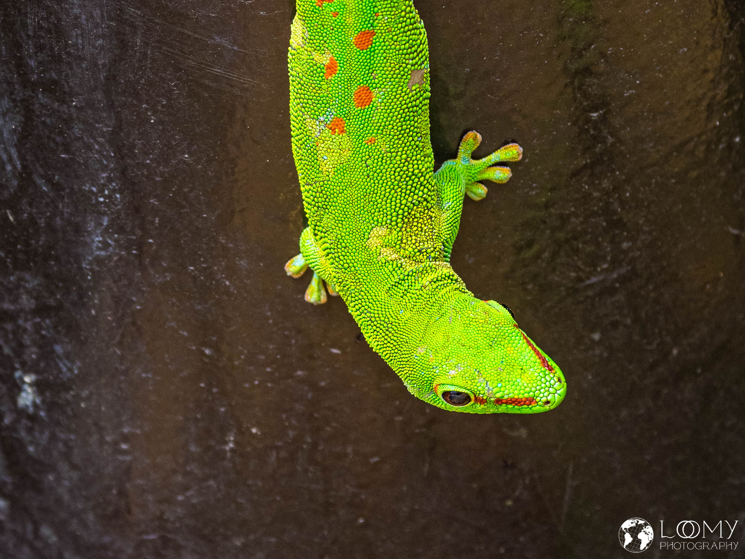 Grosser Madagaskar Taggecko