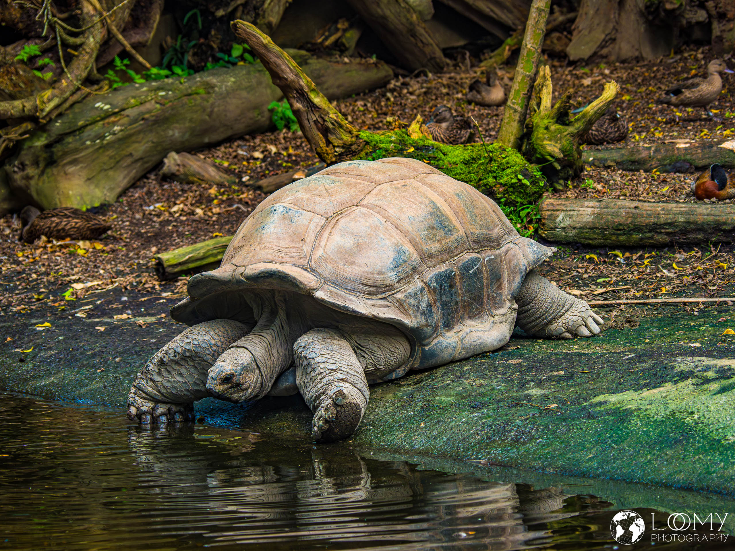 Aldabra-Riesenschildkröte