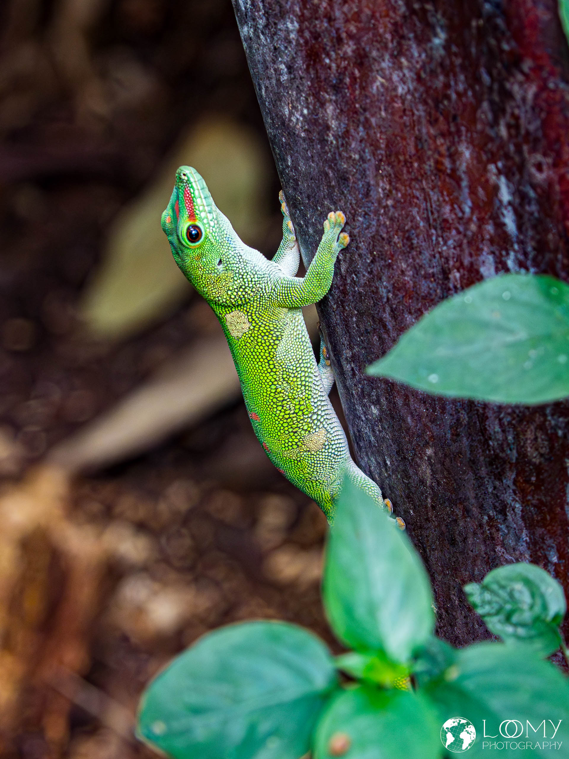 Grosser Madagaskar Taggecko
