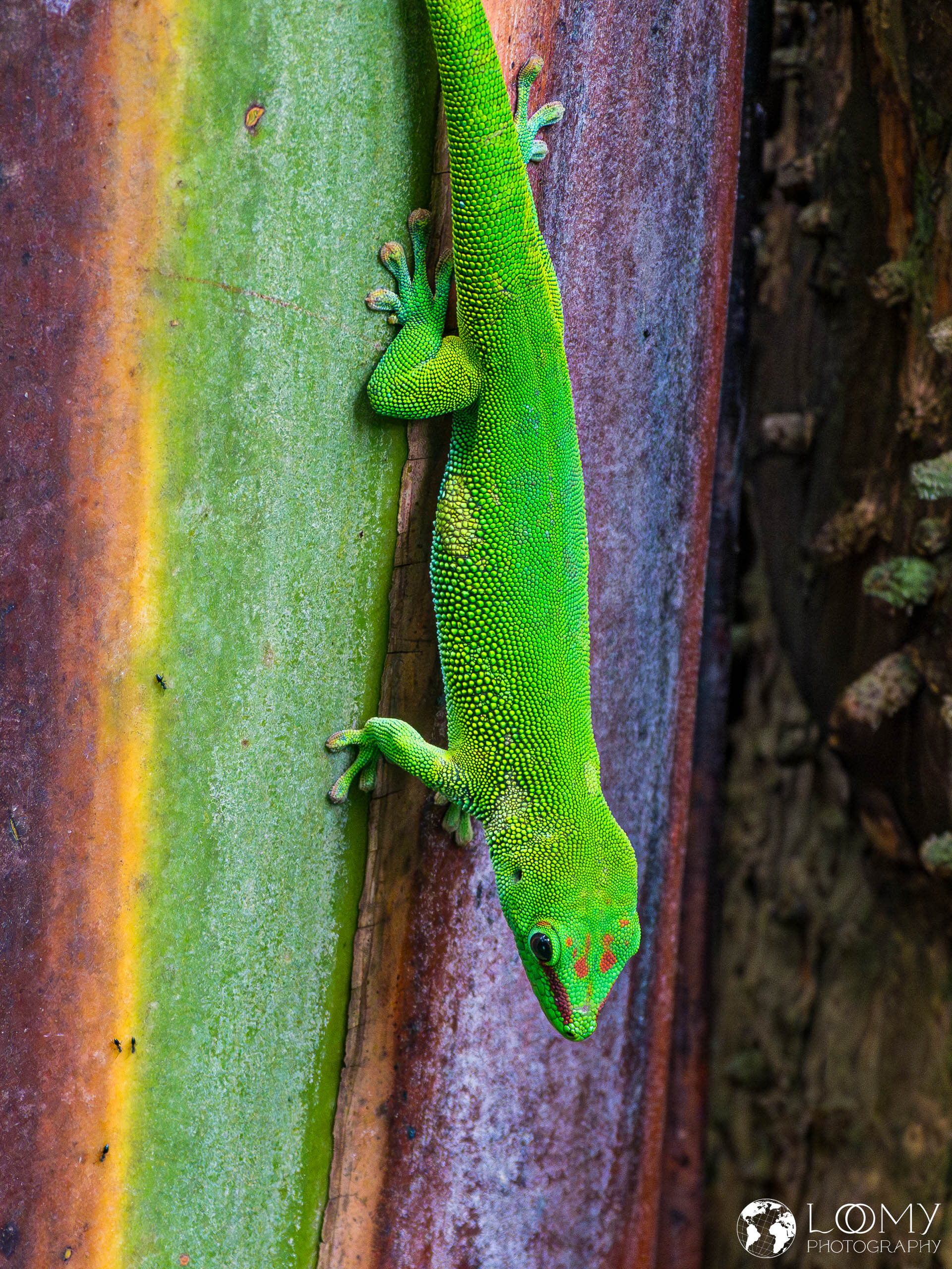 Grosser Madagaskar Taggecko