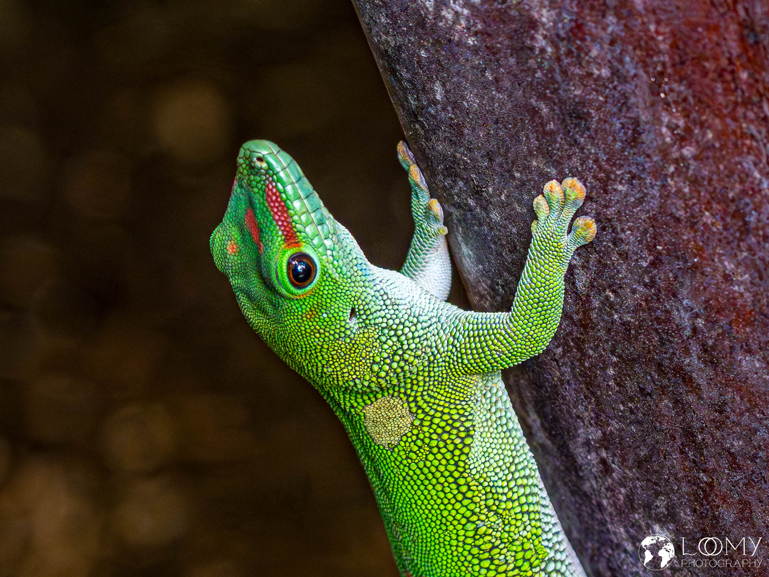 Grosser Madagaskar Taggecko