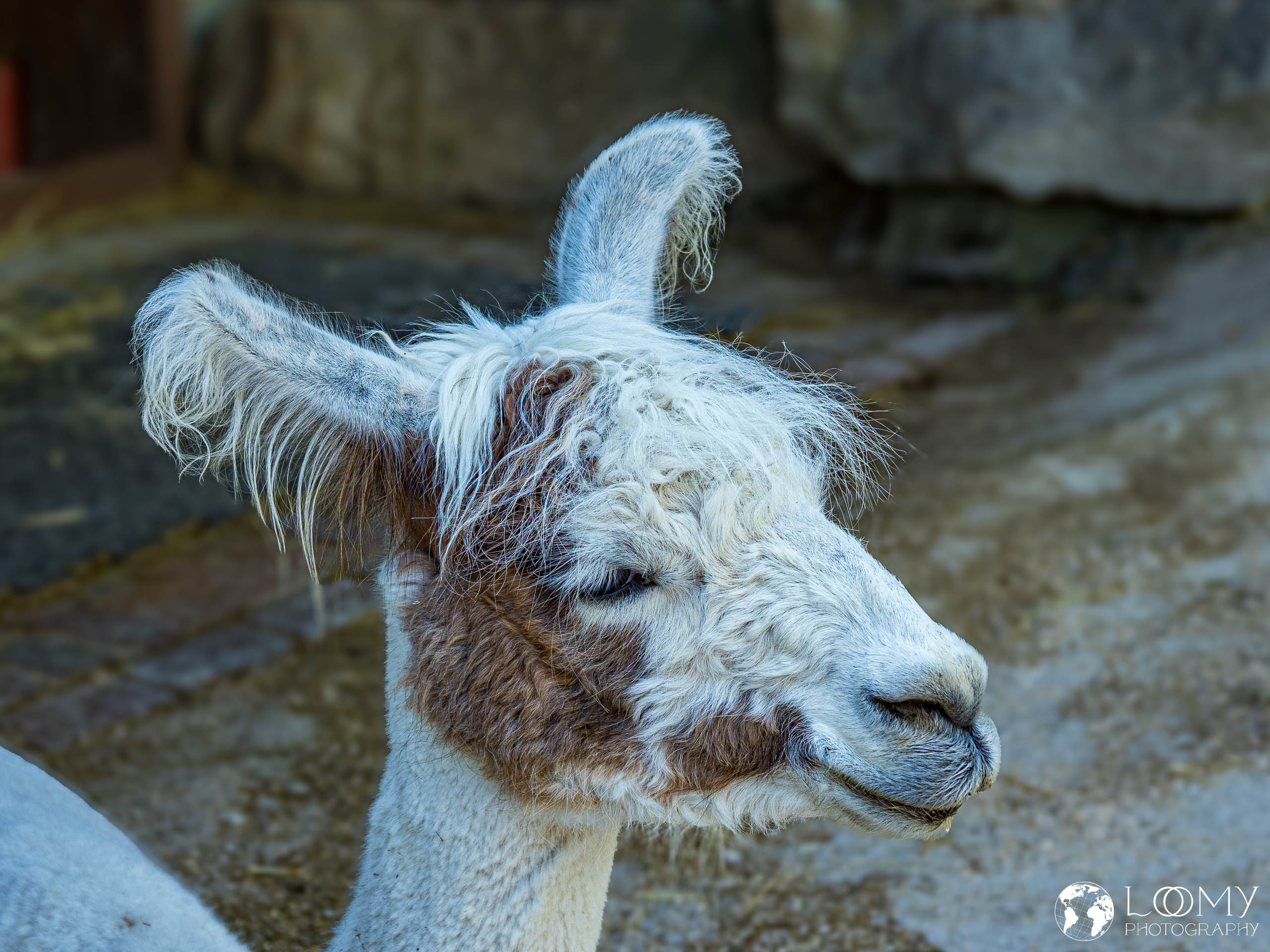 Lama