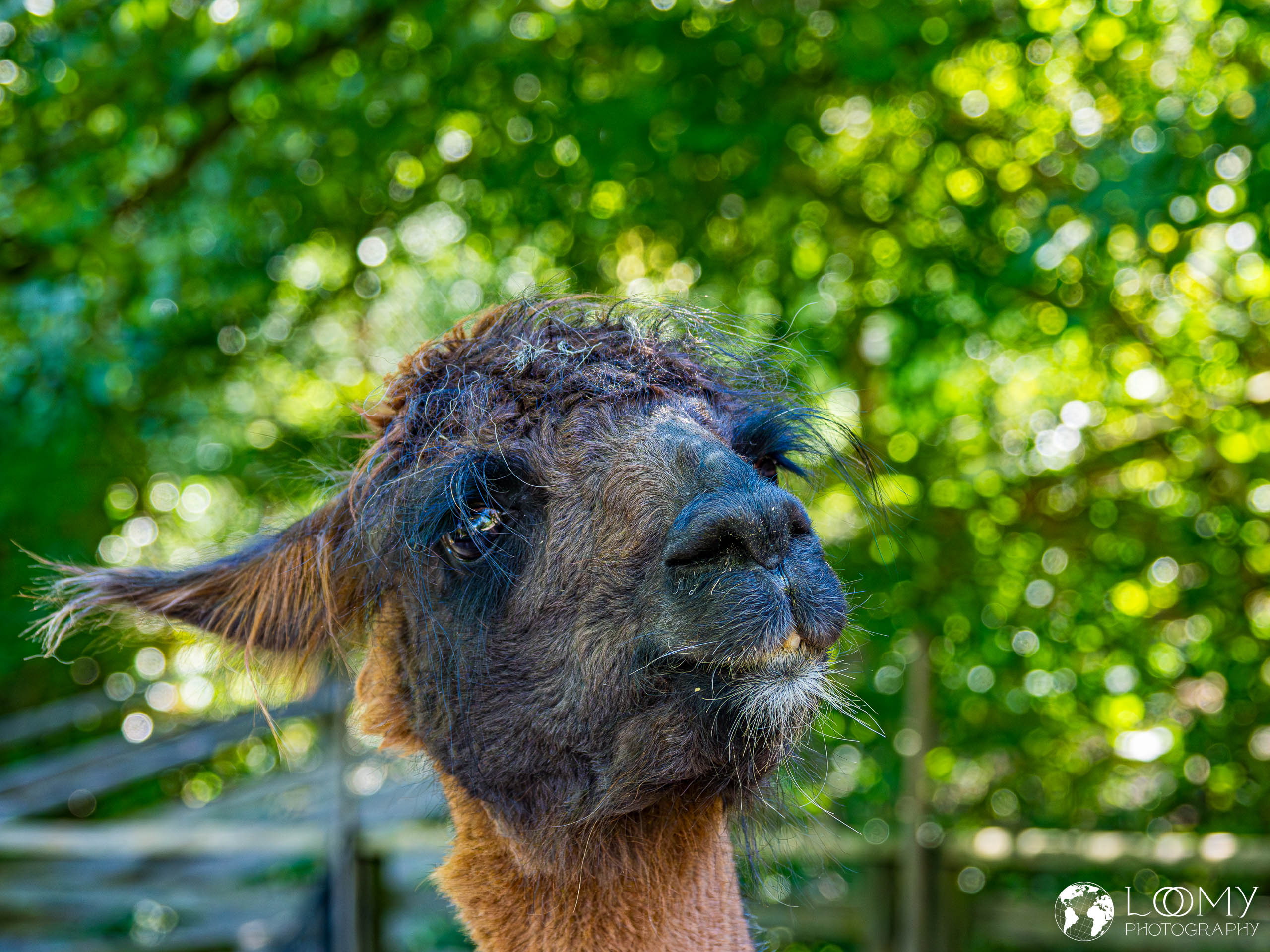 Lama