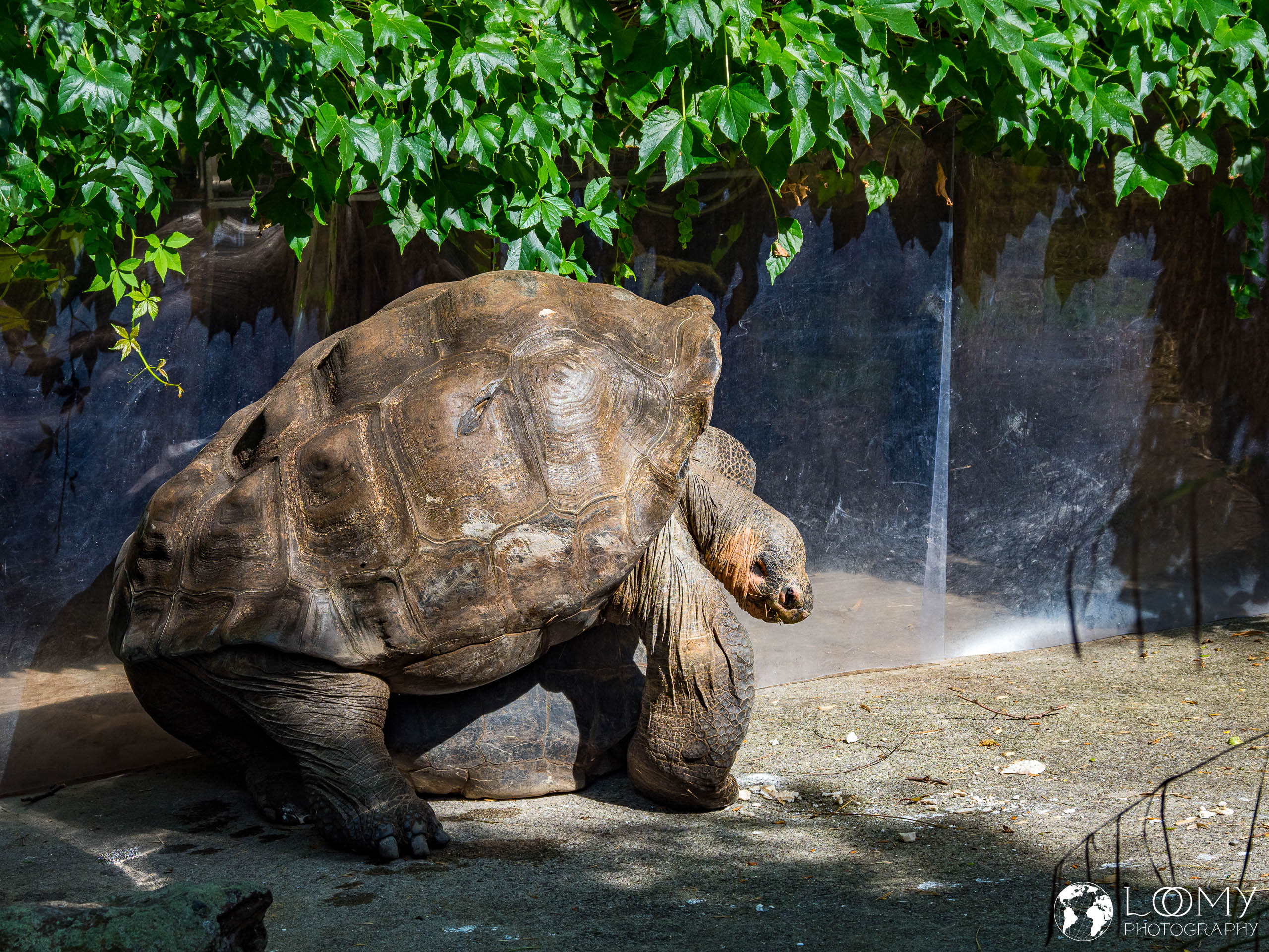 Galapagos-Riesenschildkröte