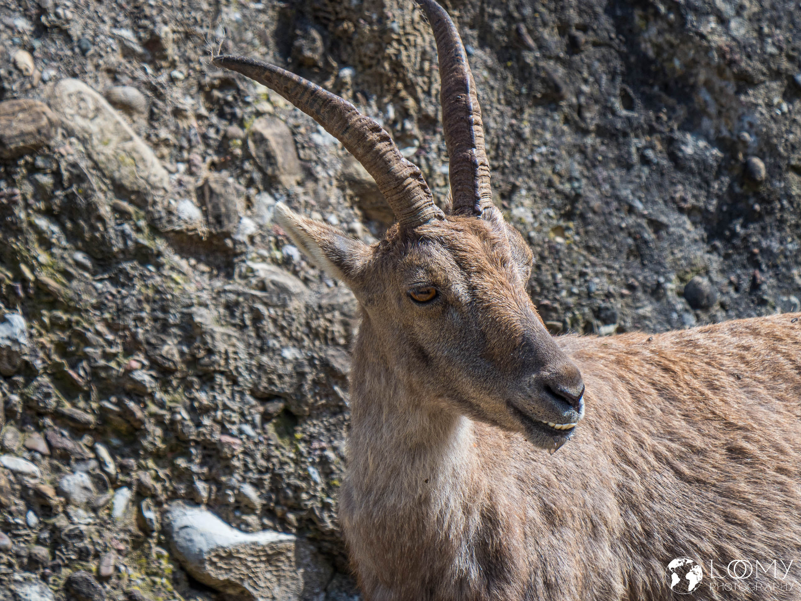 Steinbock