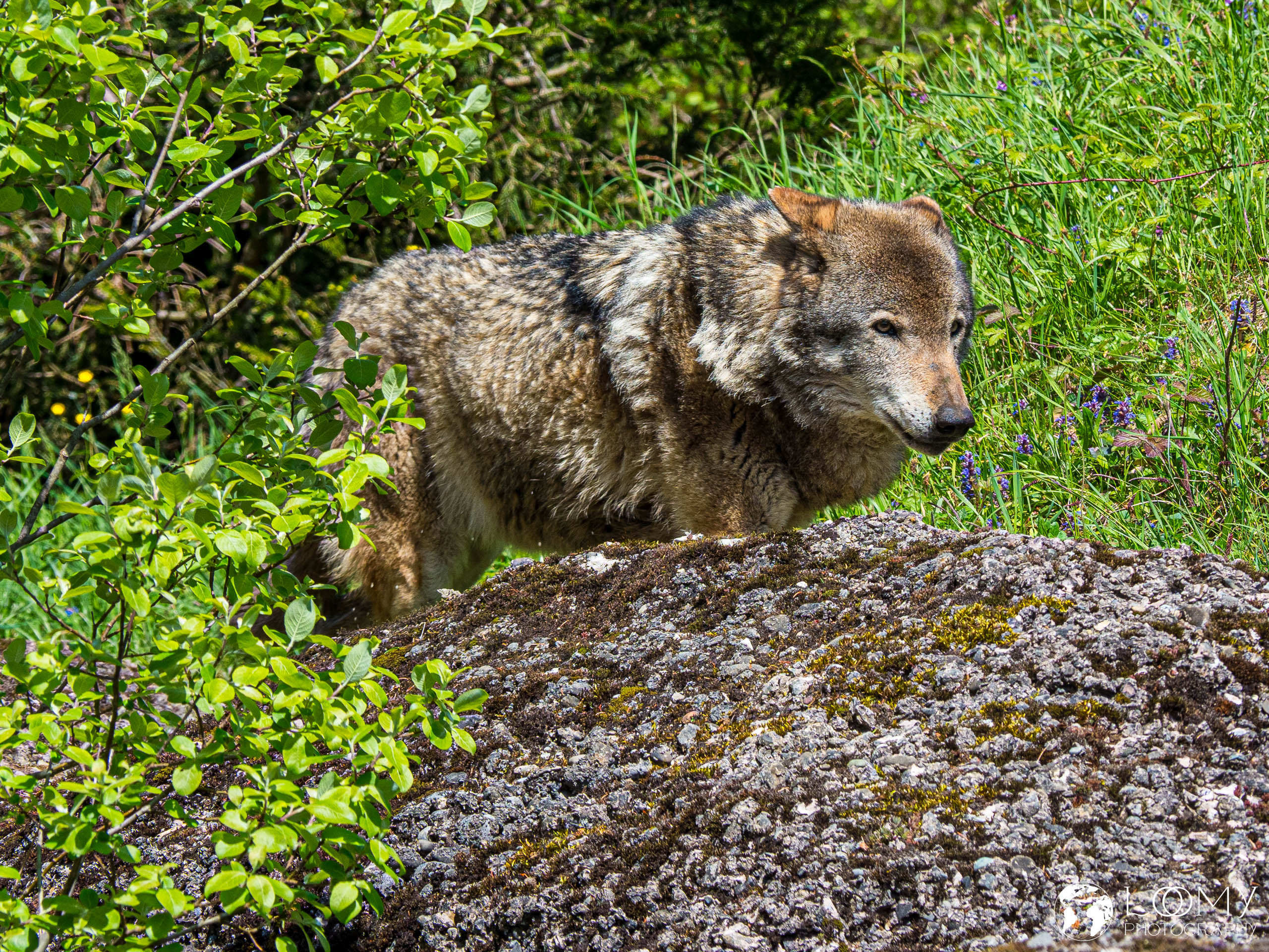 Europäischer Wolf