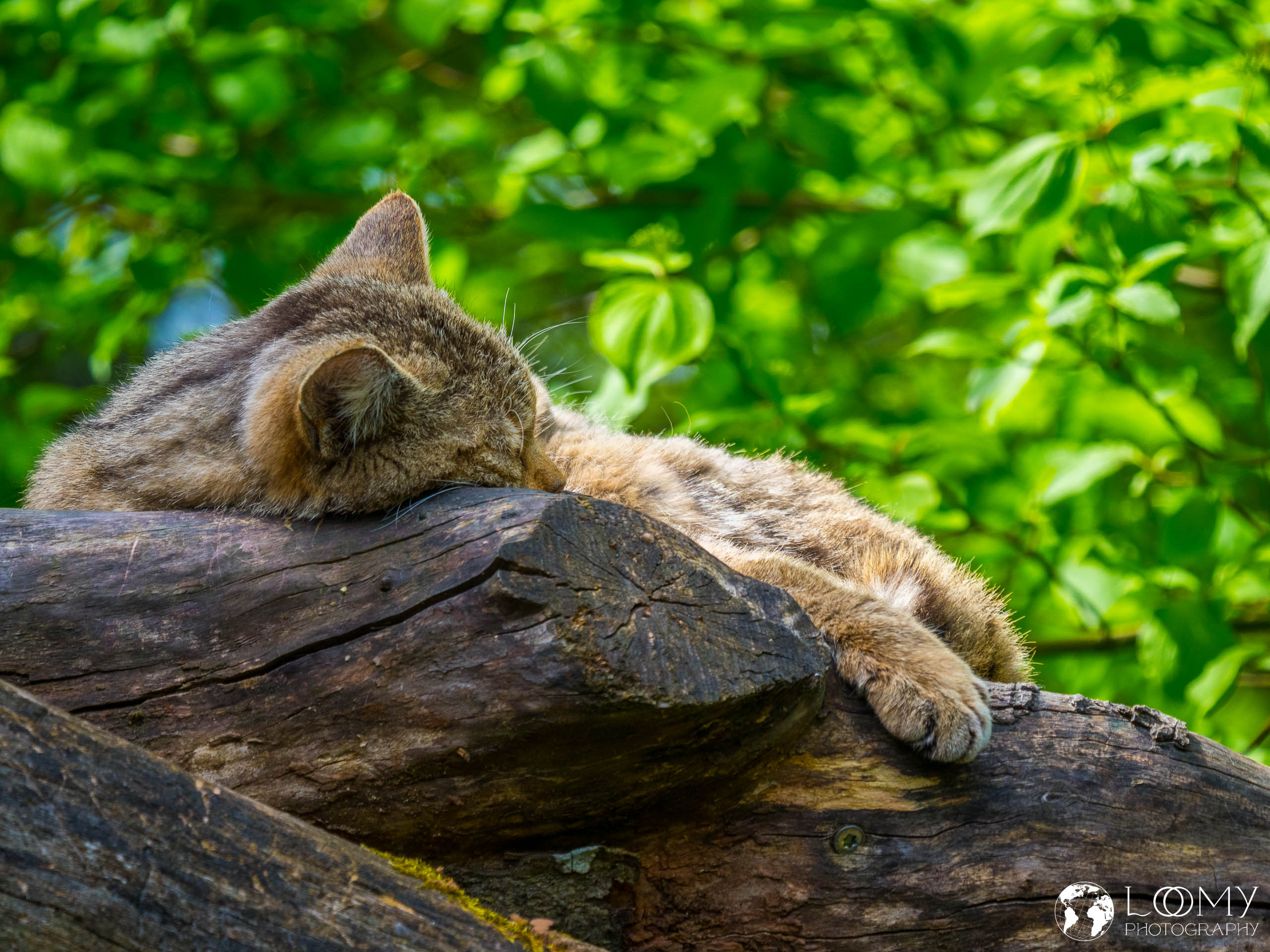 Wildkatze